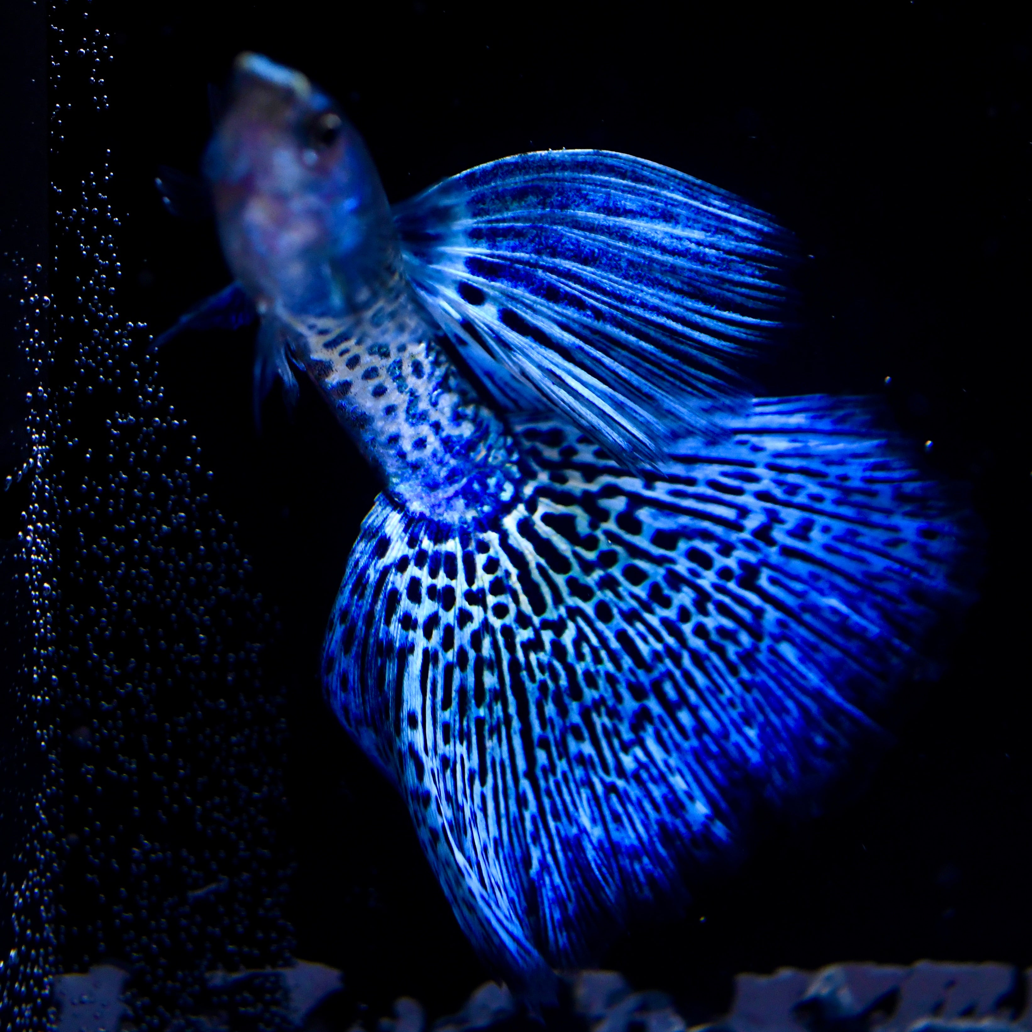 (LIMITED) Supreme Blue Metallic Lace