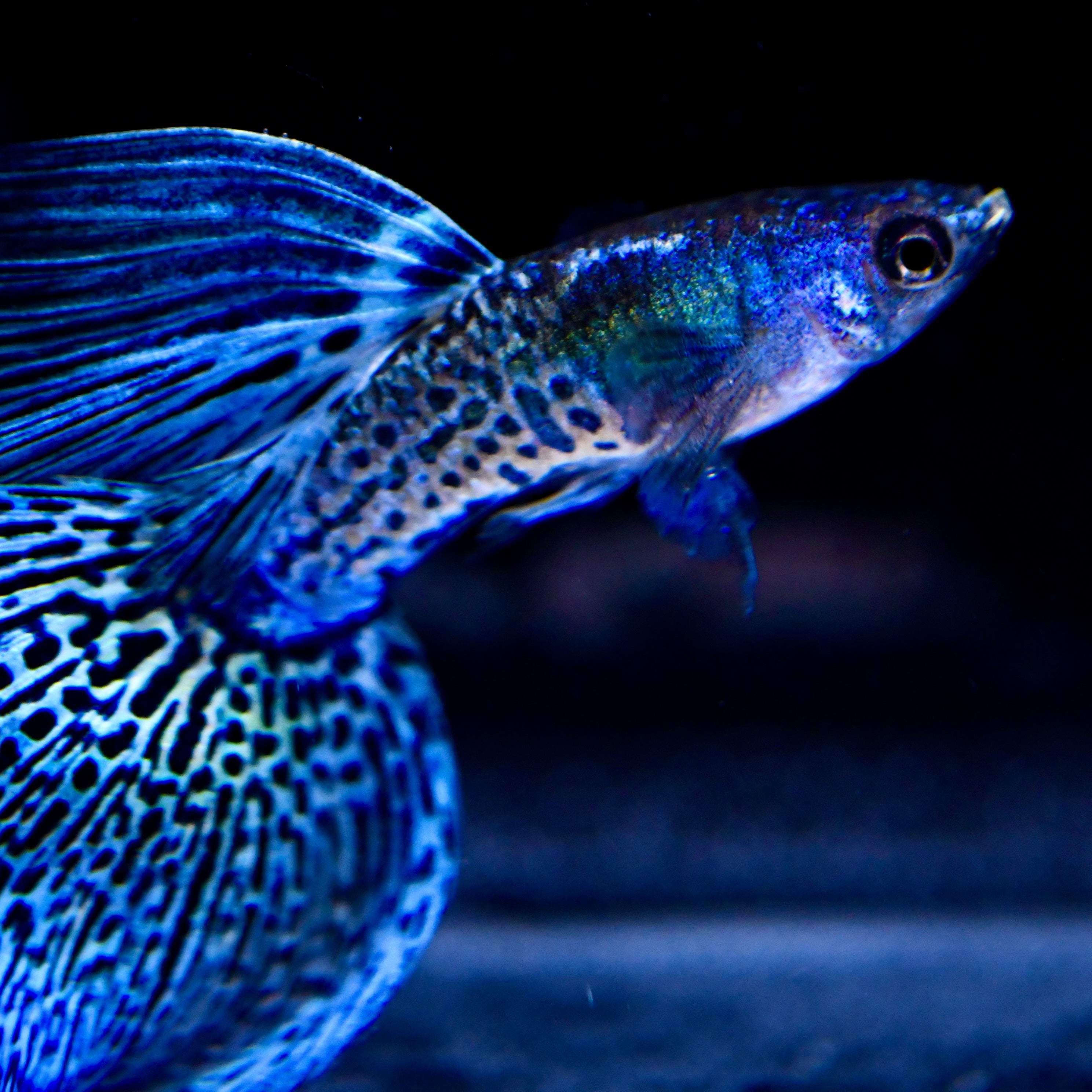 (LIMITED) Supreme Blue Metallic Lace