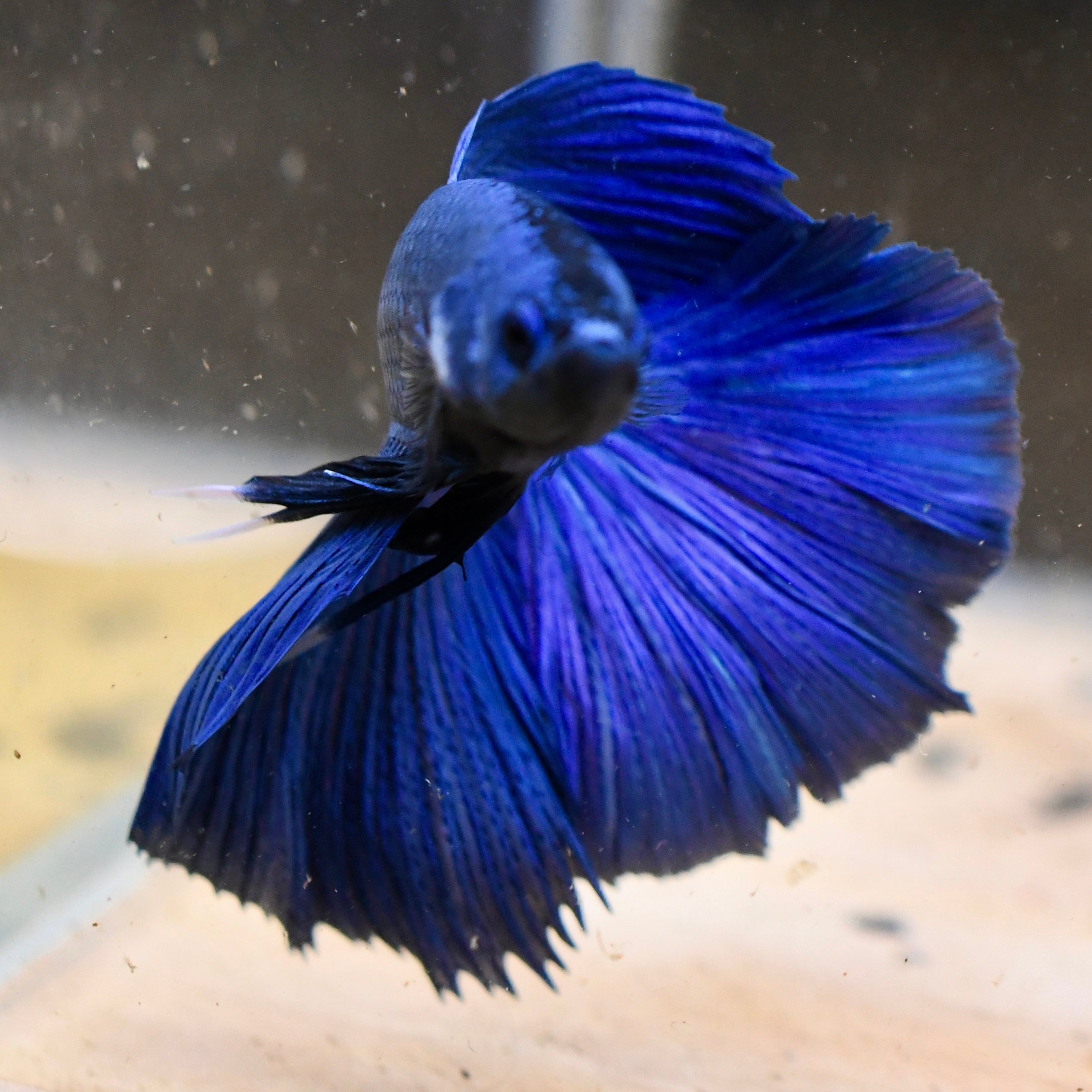 Royal Blue Halfmoon Betta #A3