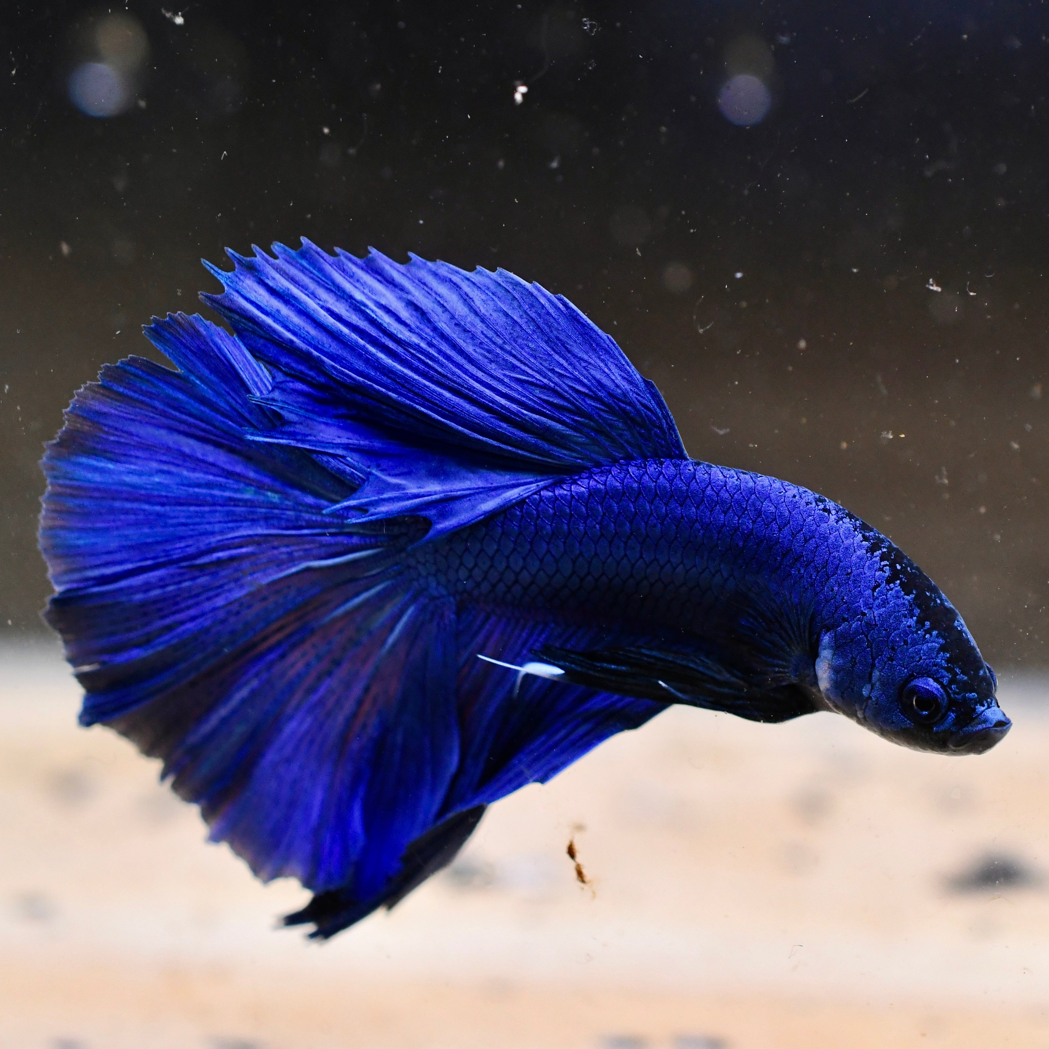 Royal Blue Halfmoon Betta #A3