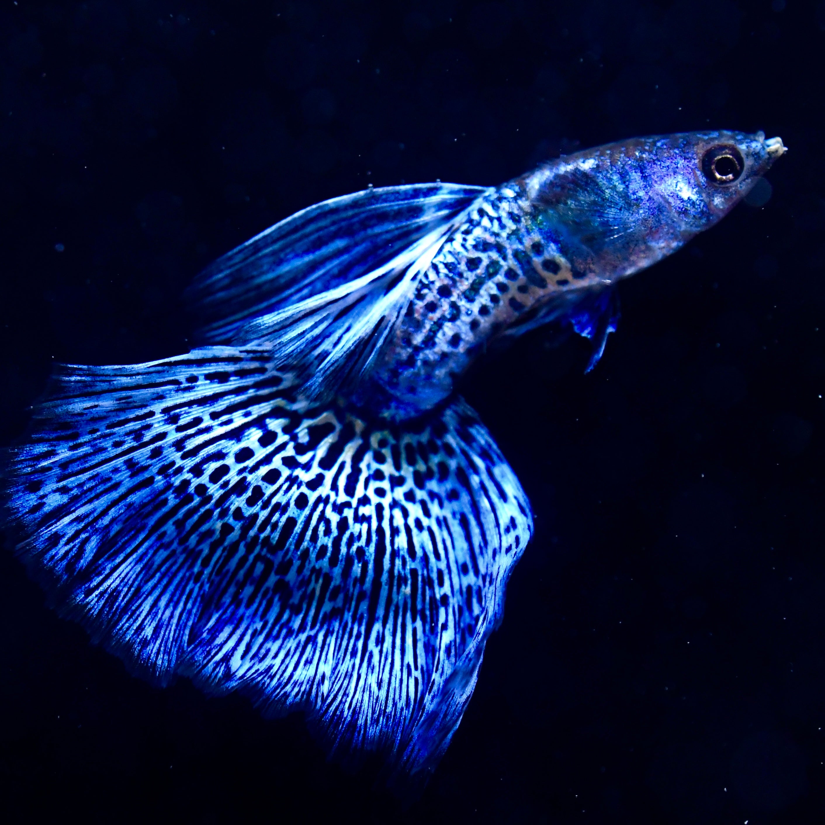 (LIMITED) Supreme Blue Metallic Lace