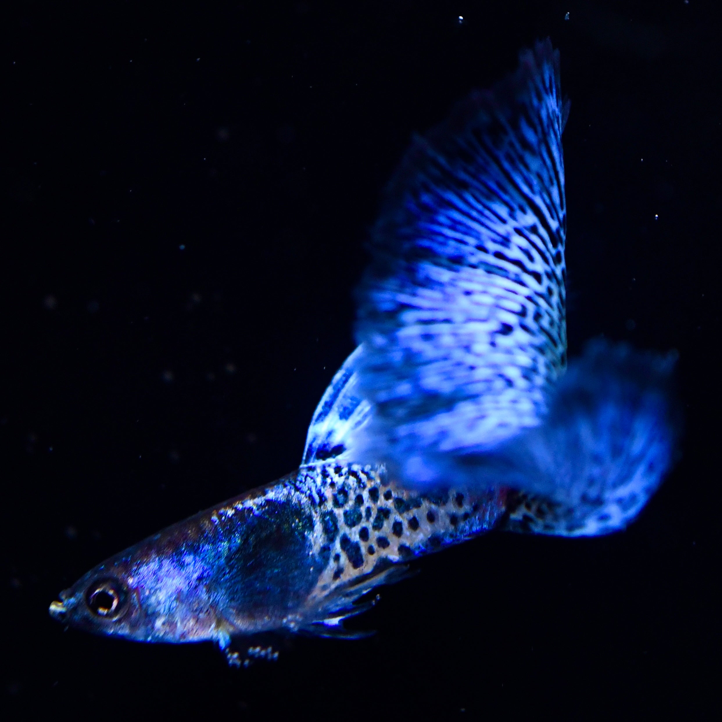 (LIMITED) Supreme Blue Metallic Lace