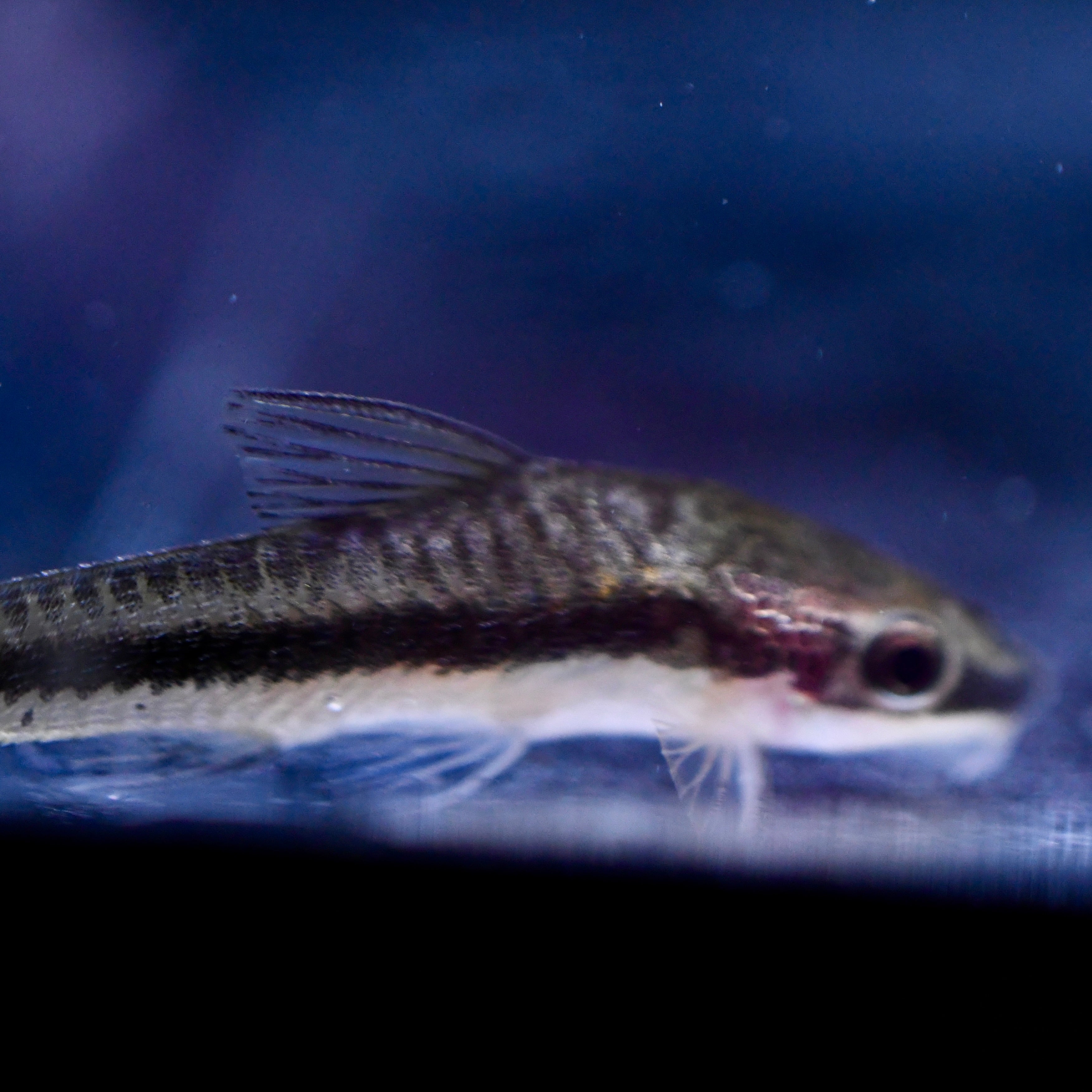 Otocinclus Catfish