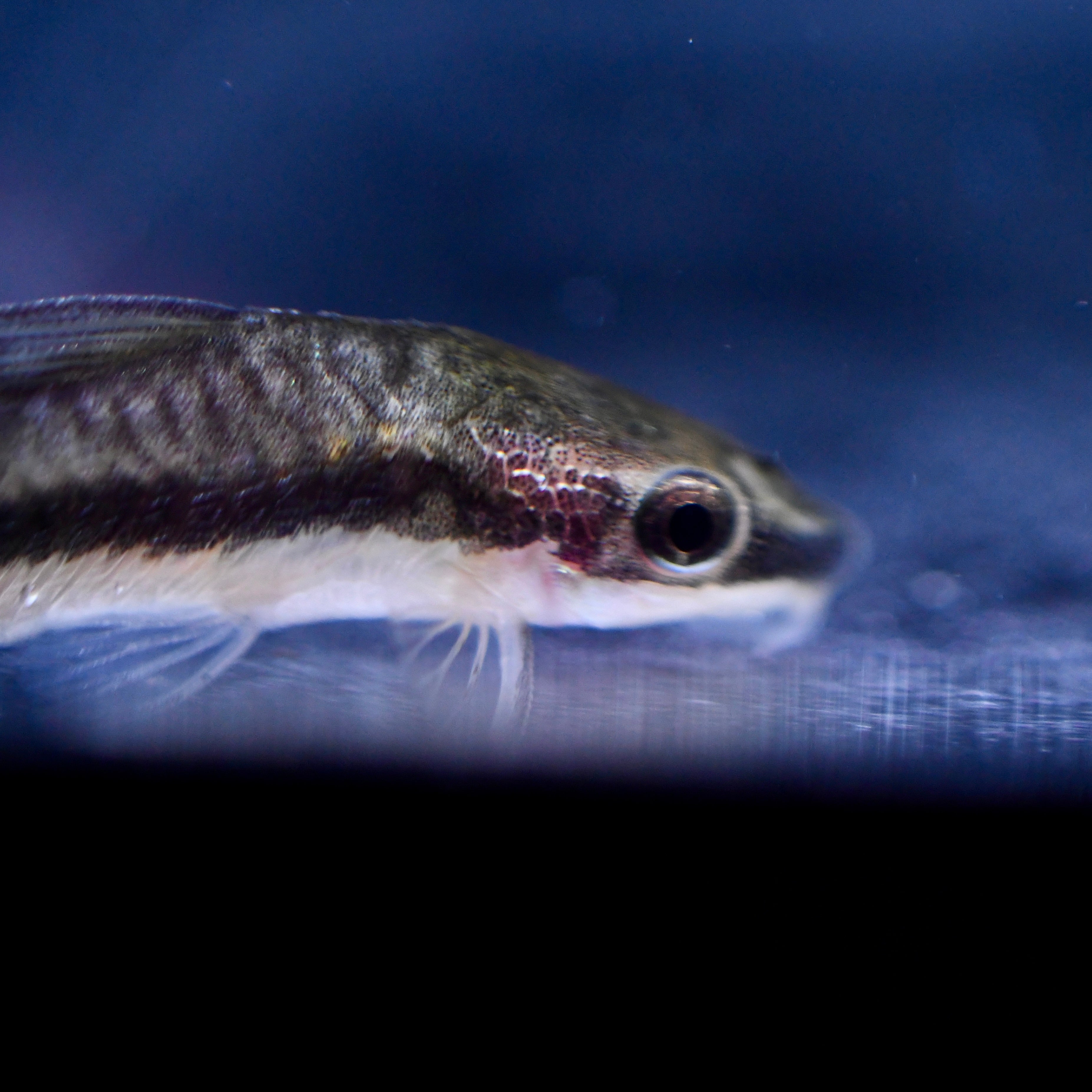Otocinclus Catfish