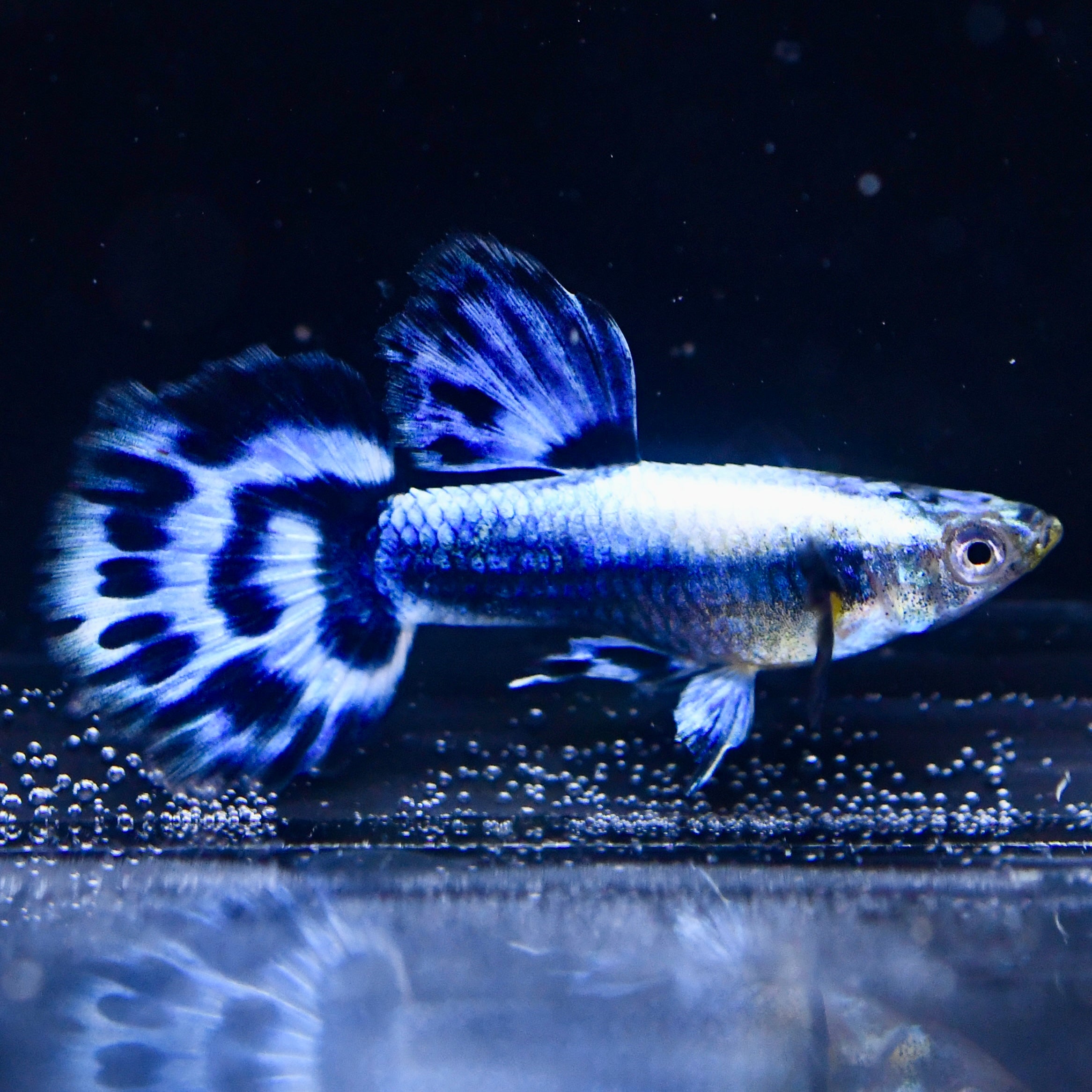 Ivory Mosaic - Canada Guppies