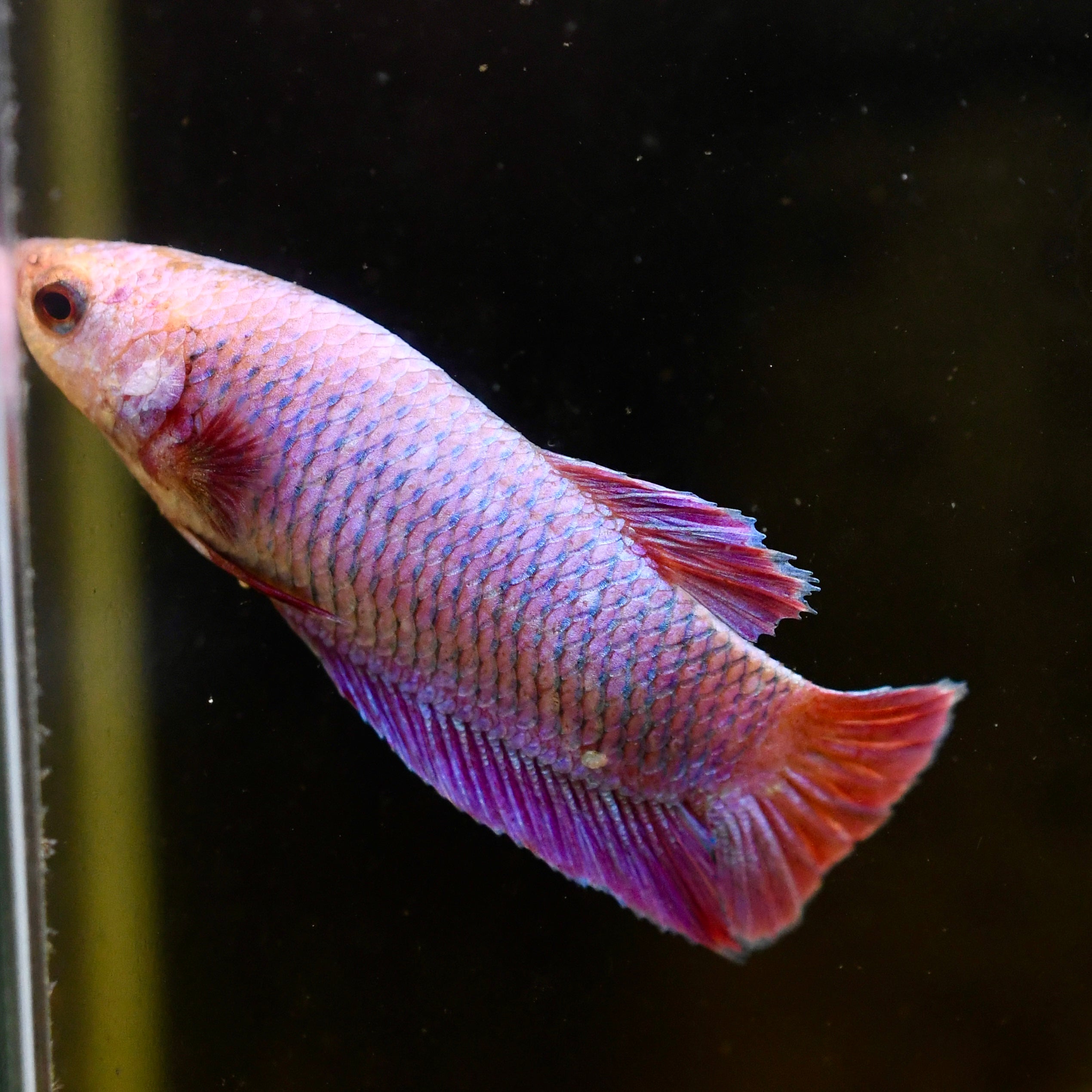 Female Plakat Purple Hologram A1