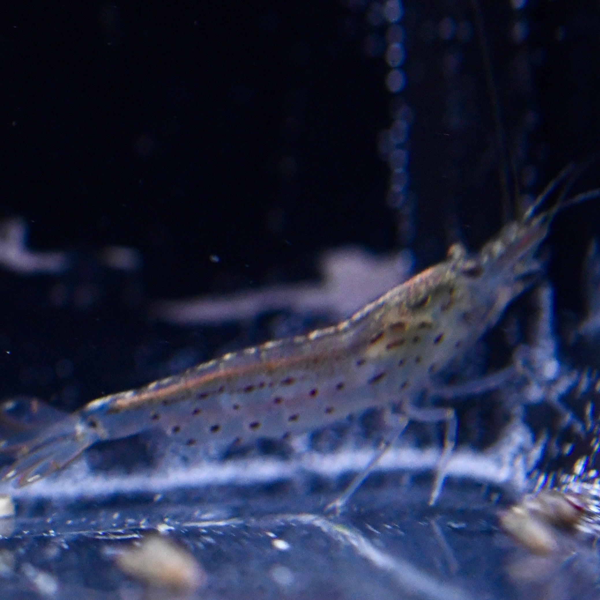 Amano Shrimp