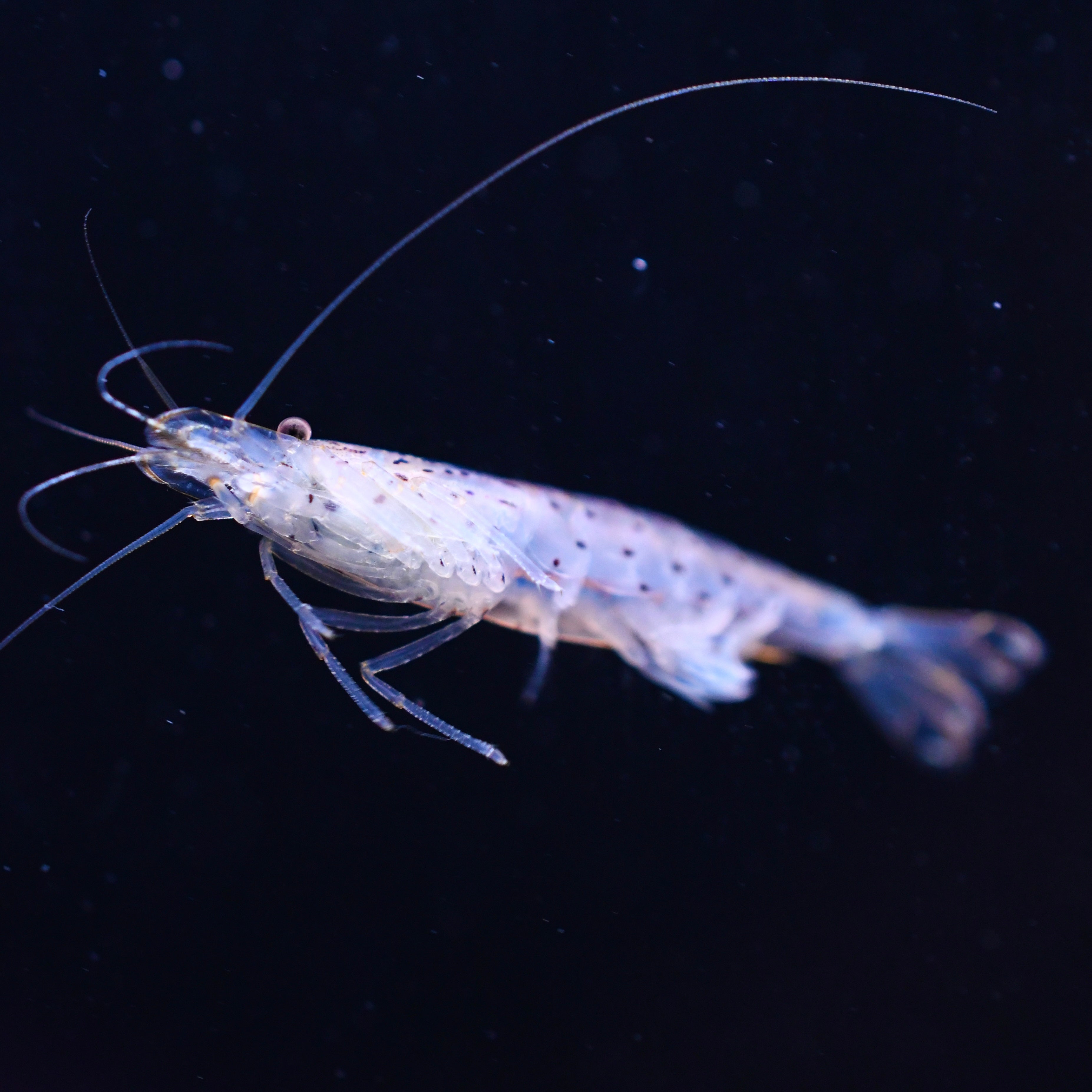 Amano Shrimp