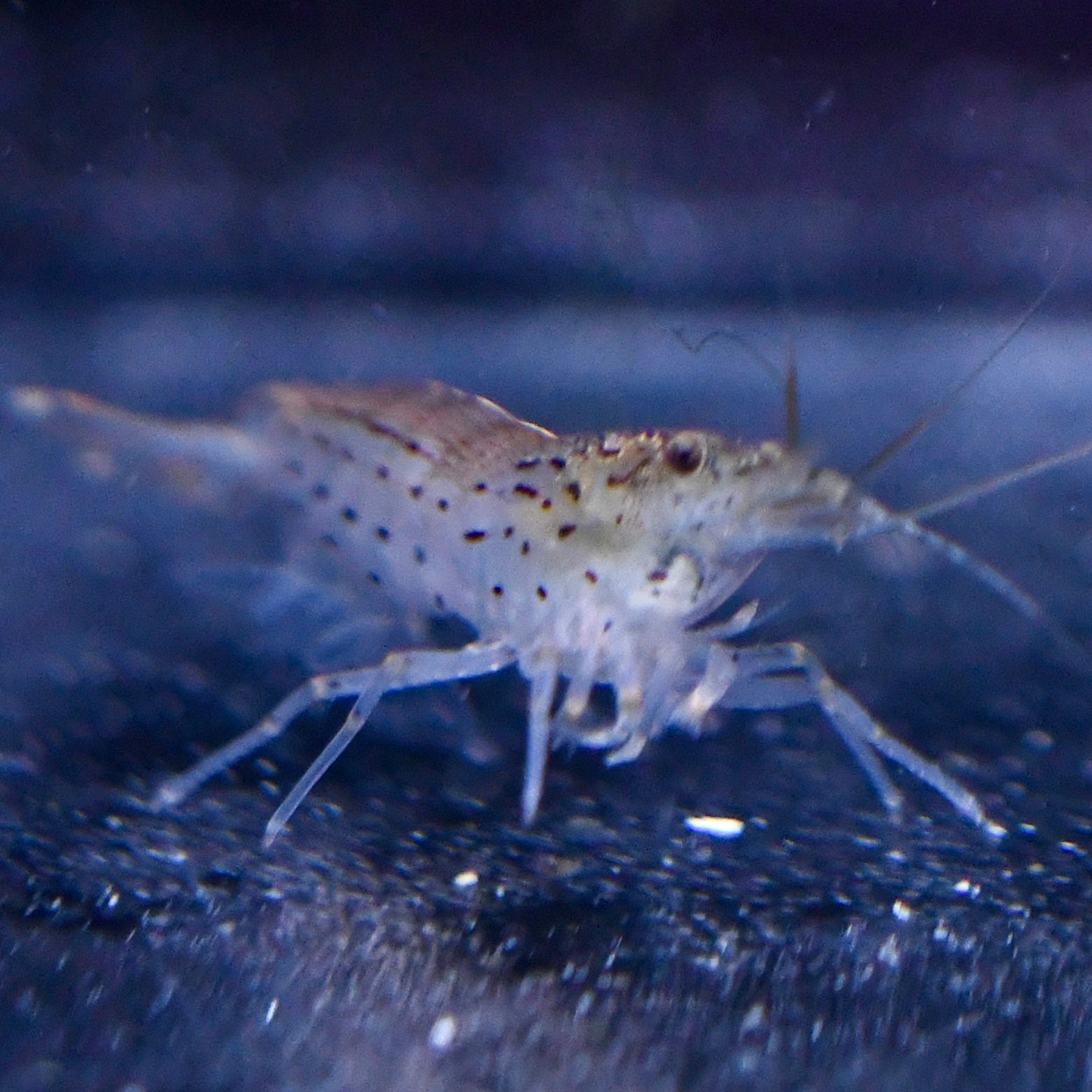 Amano Shrimp