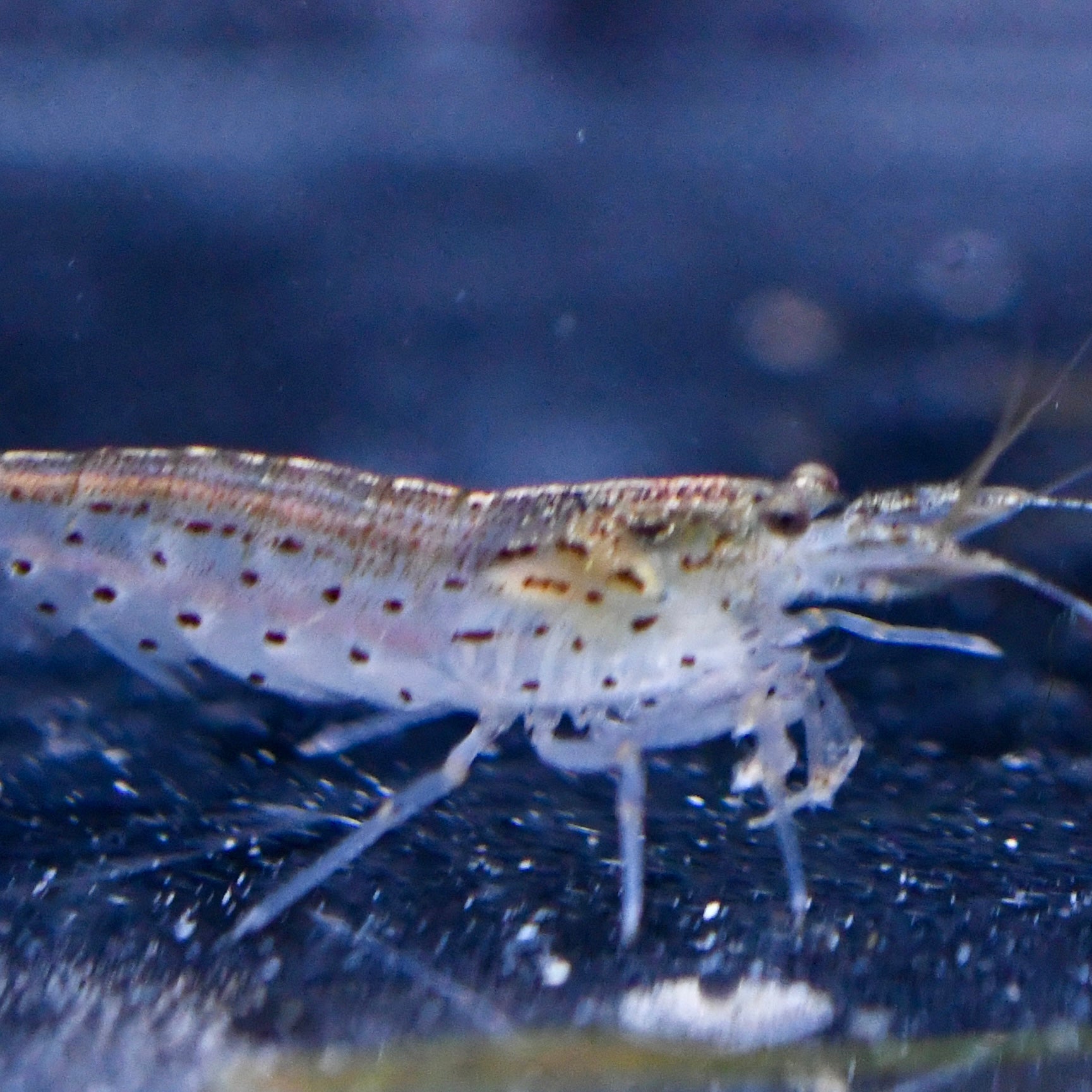 Amano Shrimp