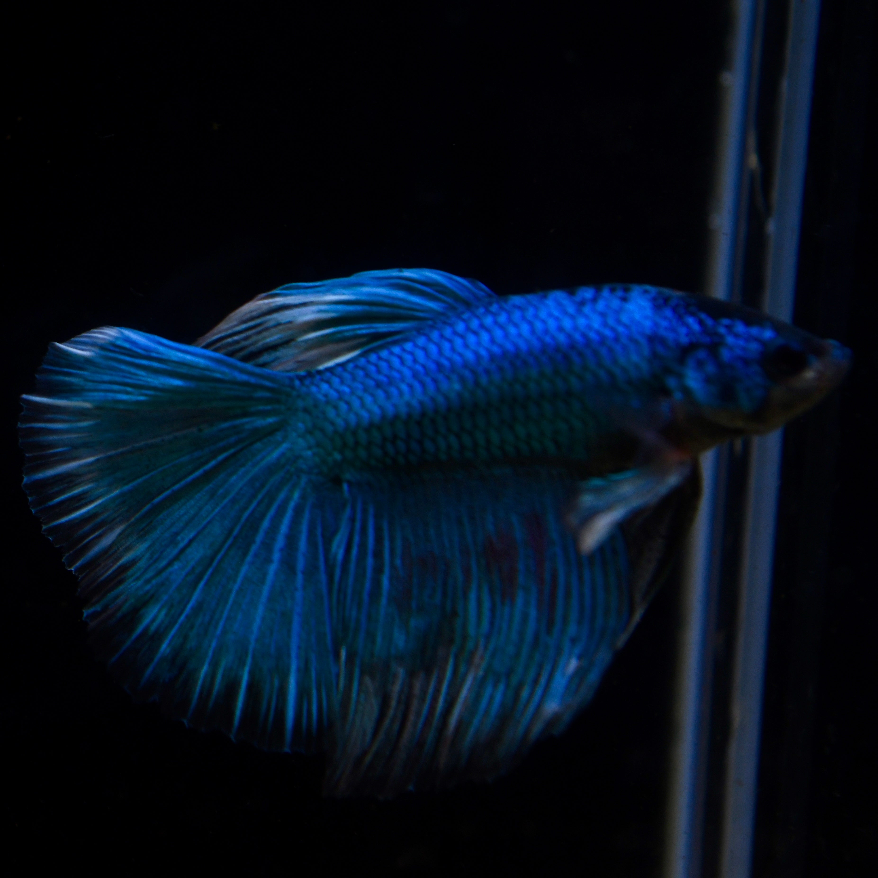 Blue Metal Halfmoon #A34