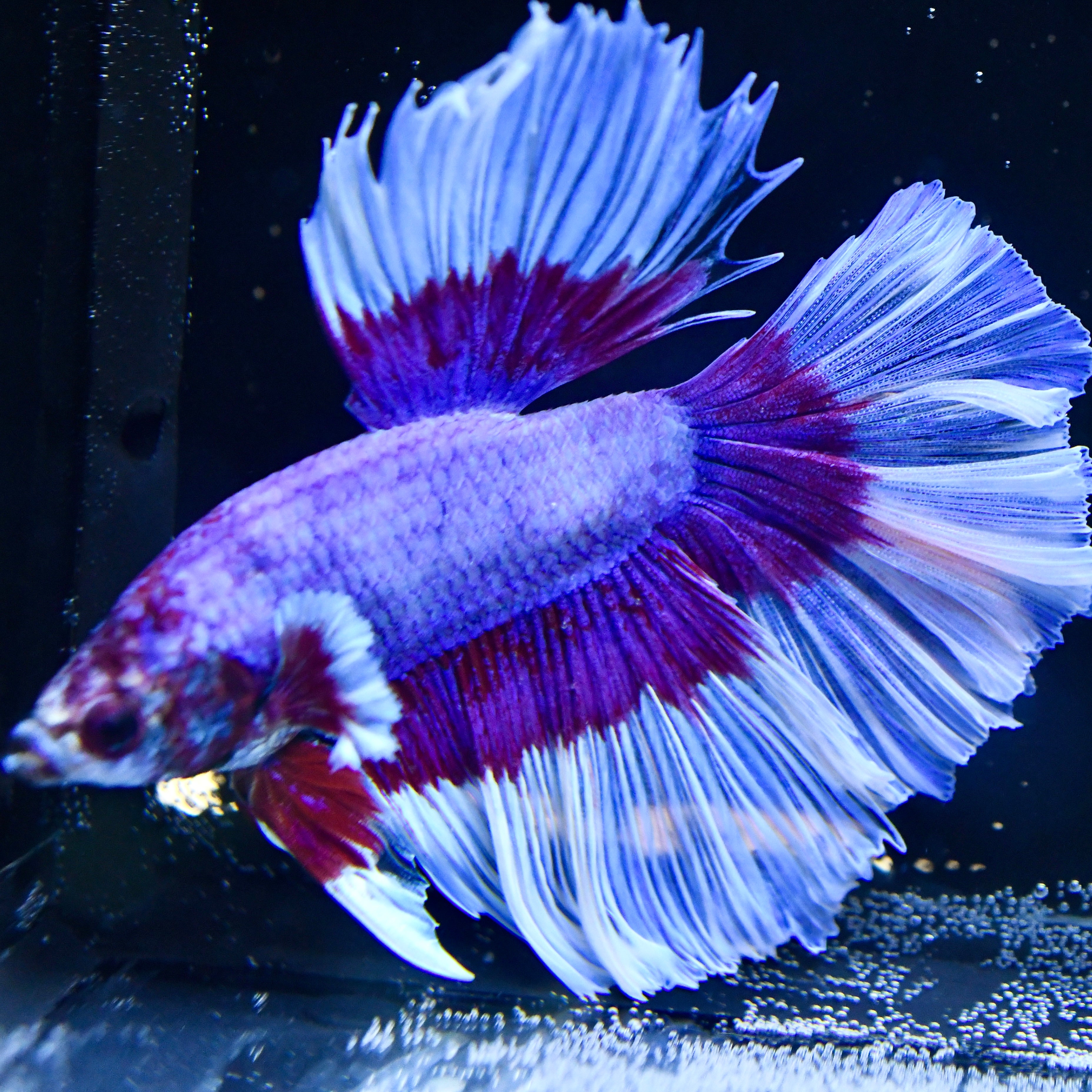 Lavender Half-moon Betta #1