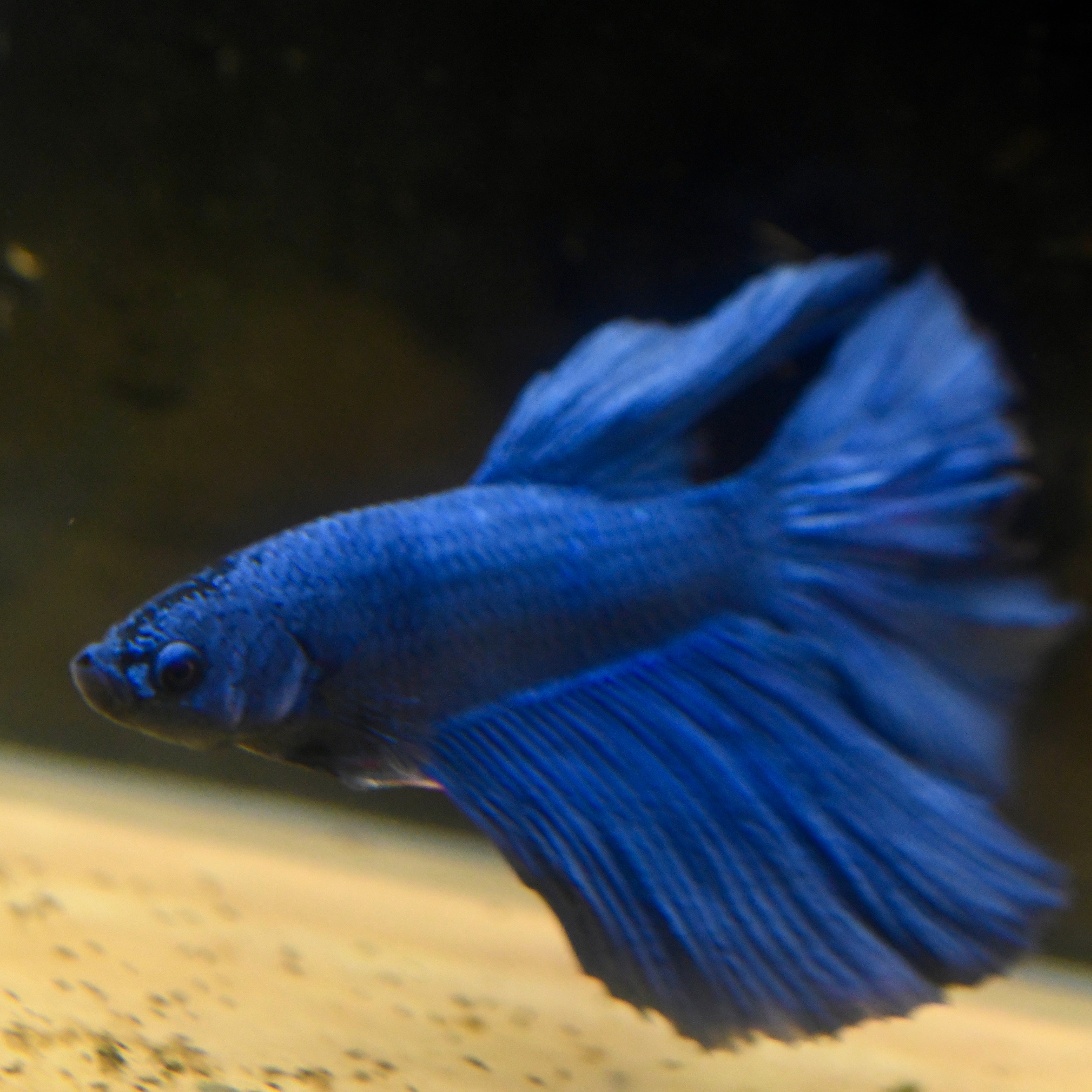 Royal Blue Halfmoon Betta #A15 - Canada Guppies