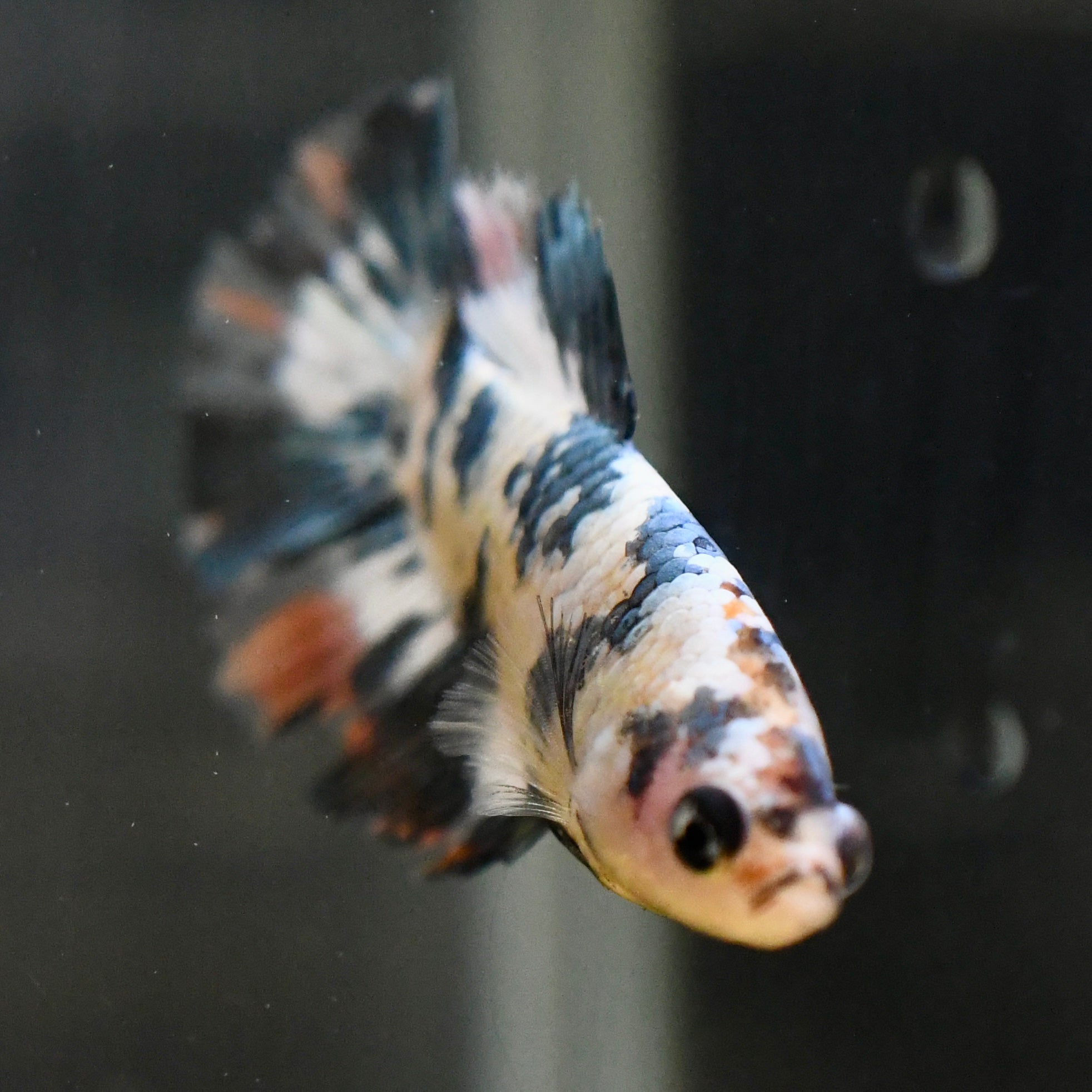 Female Vanda Marble A1 - Canada Guppies
