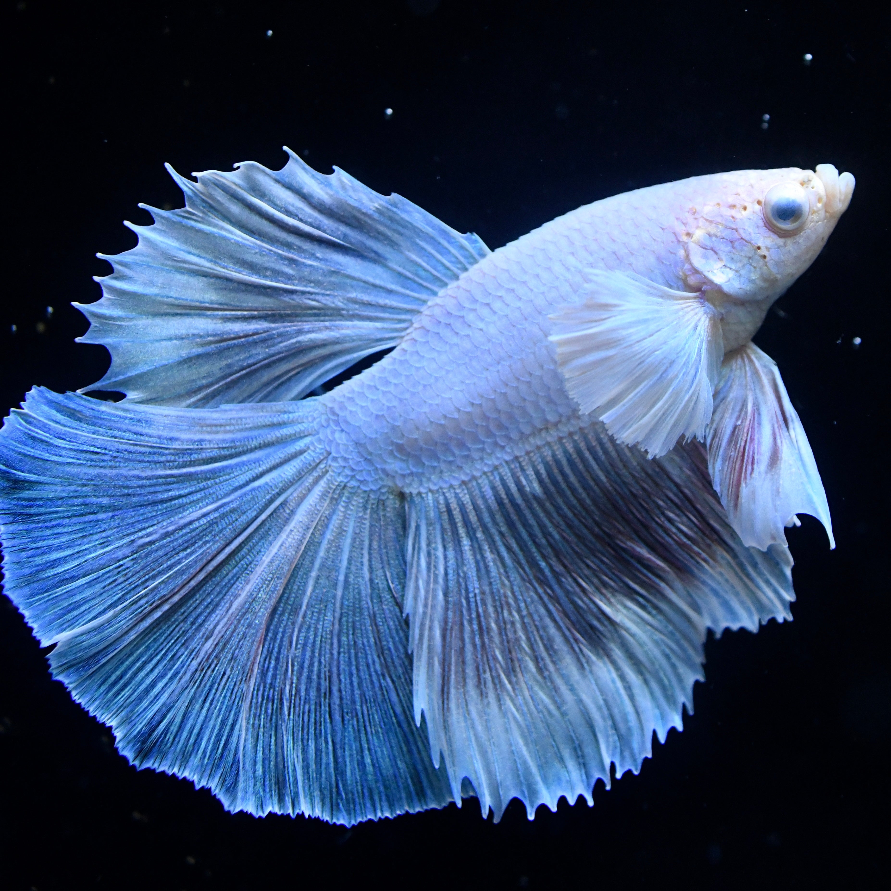 Pastel White Dumbo Halfmoon #1