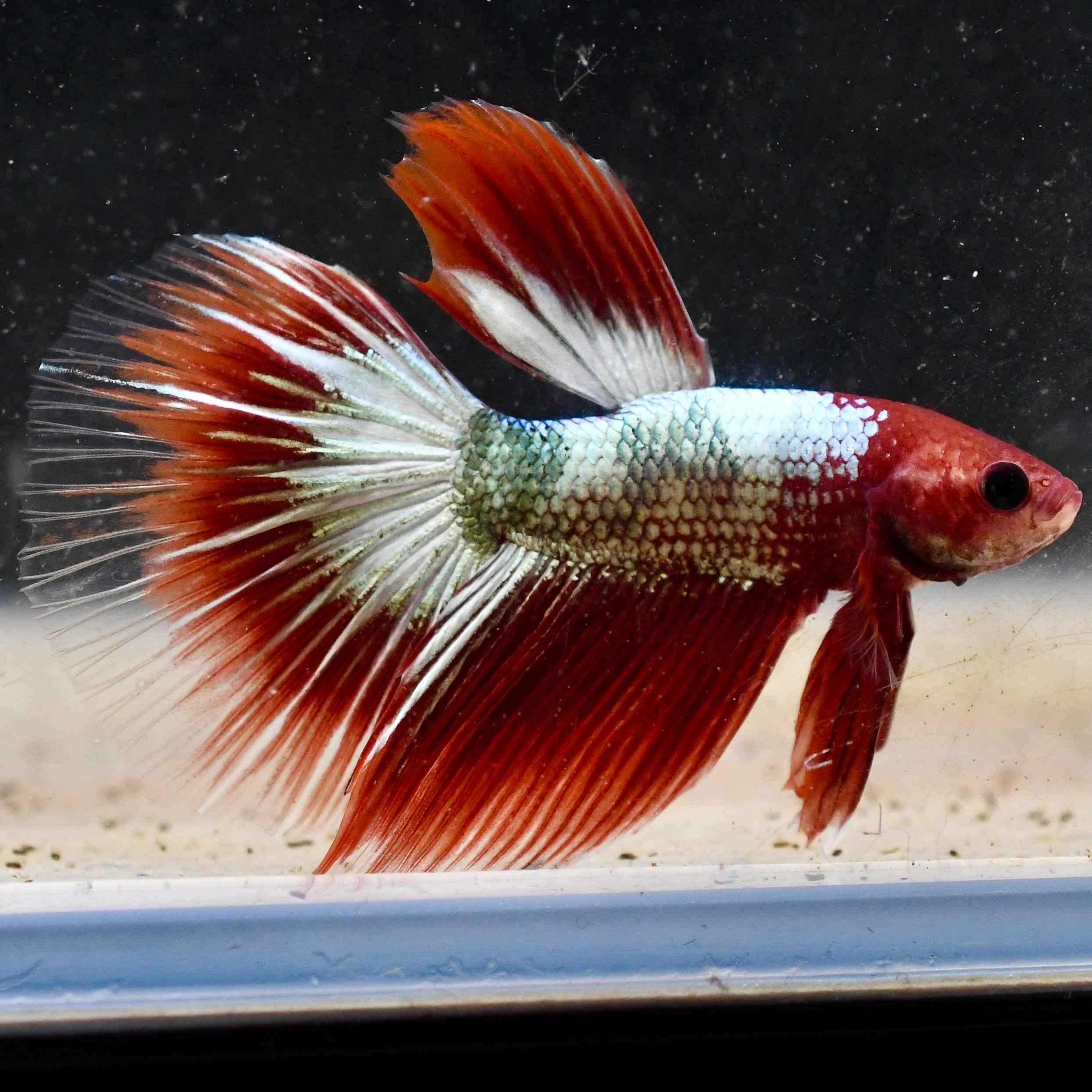 FCCP Plakat Long Fin #A1 - Canada Guppies