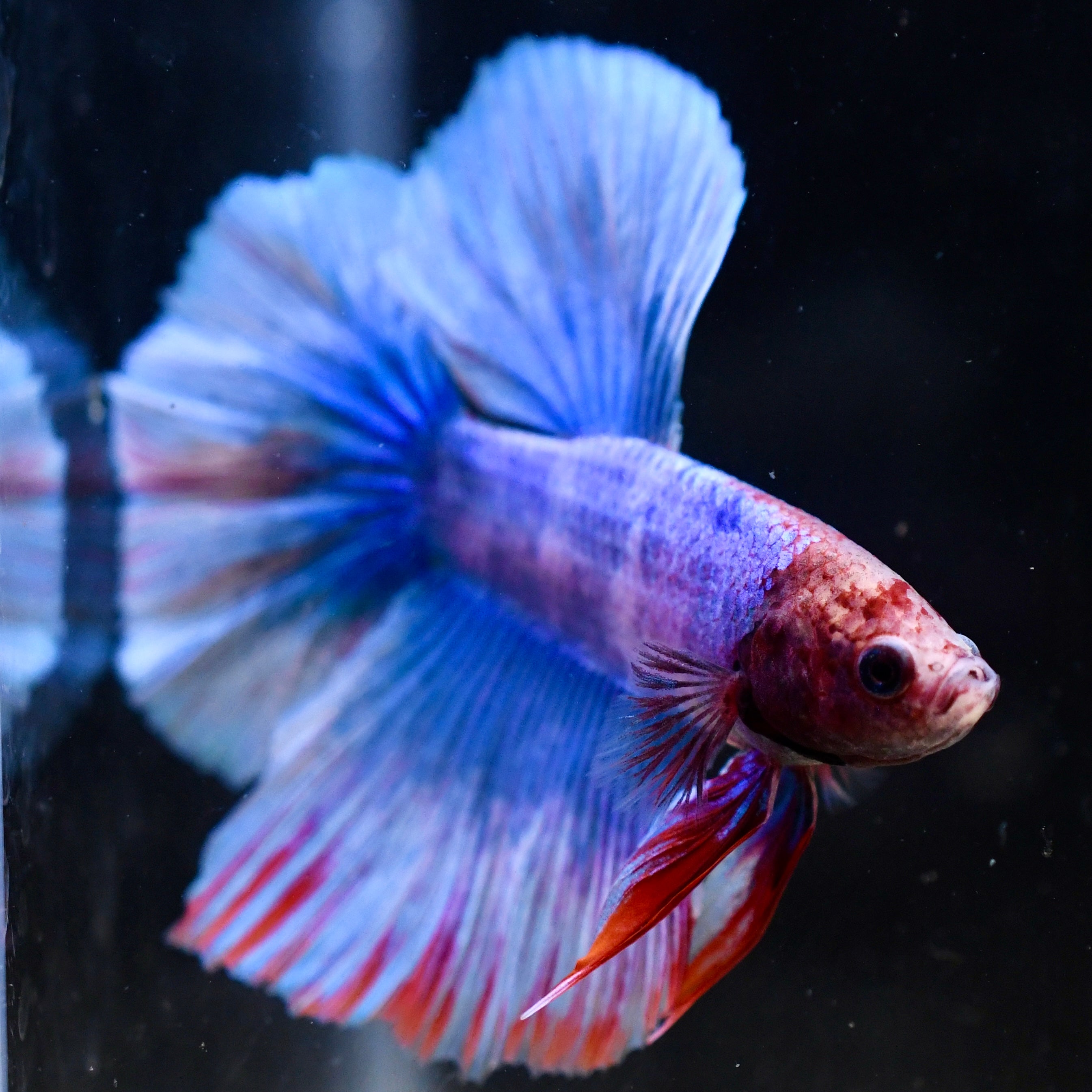 Fancy Blue Vanda Orchid Feather HM #A21 - Canada Guppies