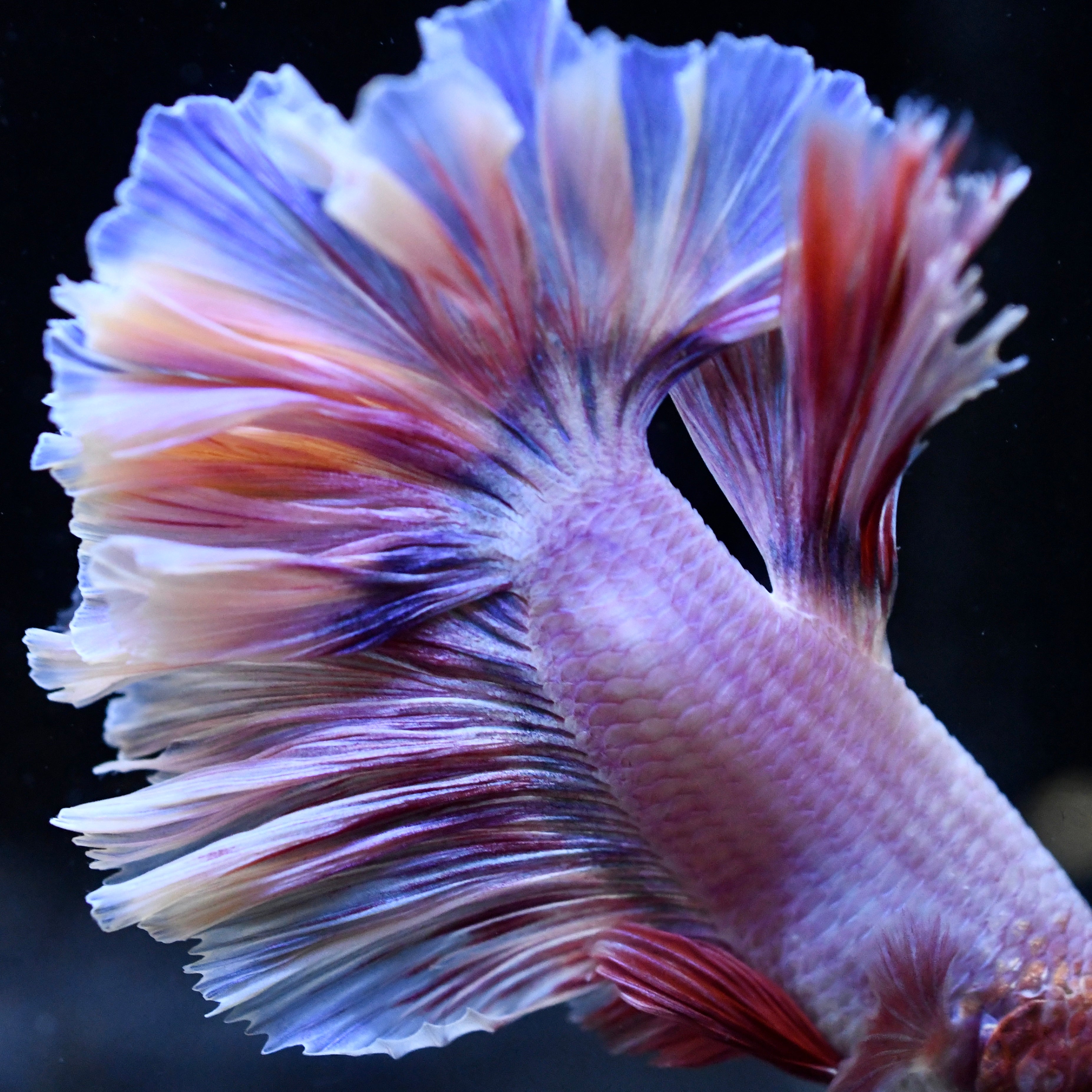 Lilac Butterfly Halfmoon Betta #1
