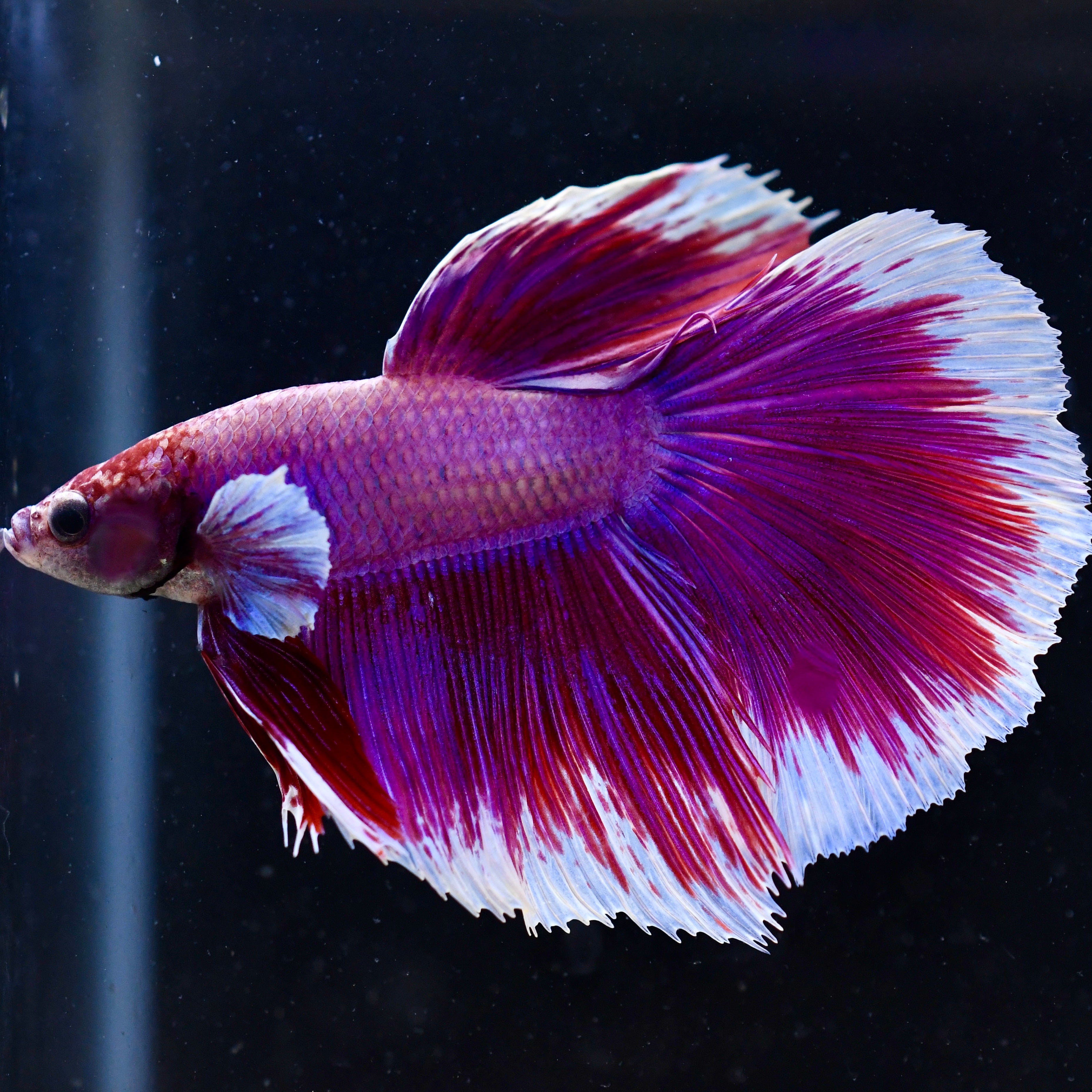 Dumbo Lavender A9 - Canada Guppies