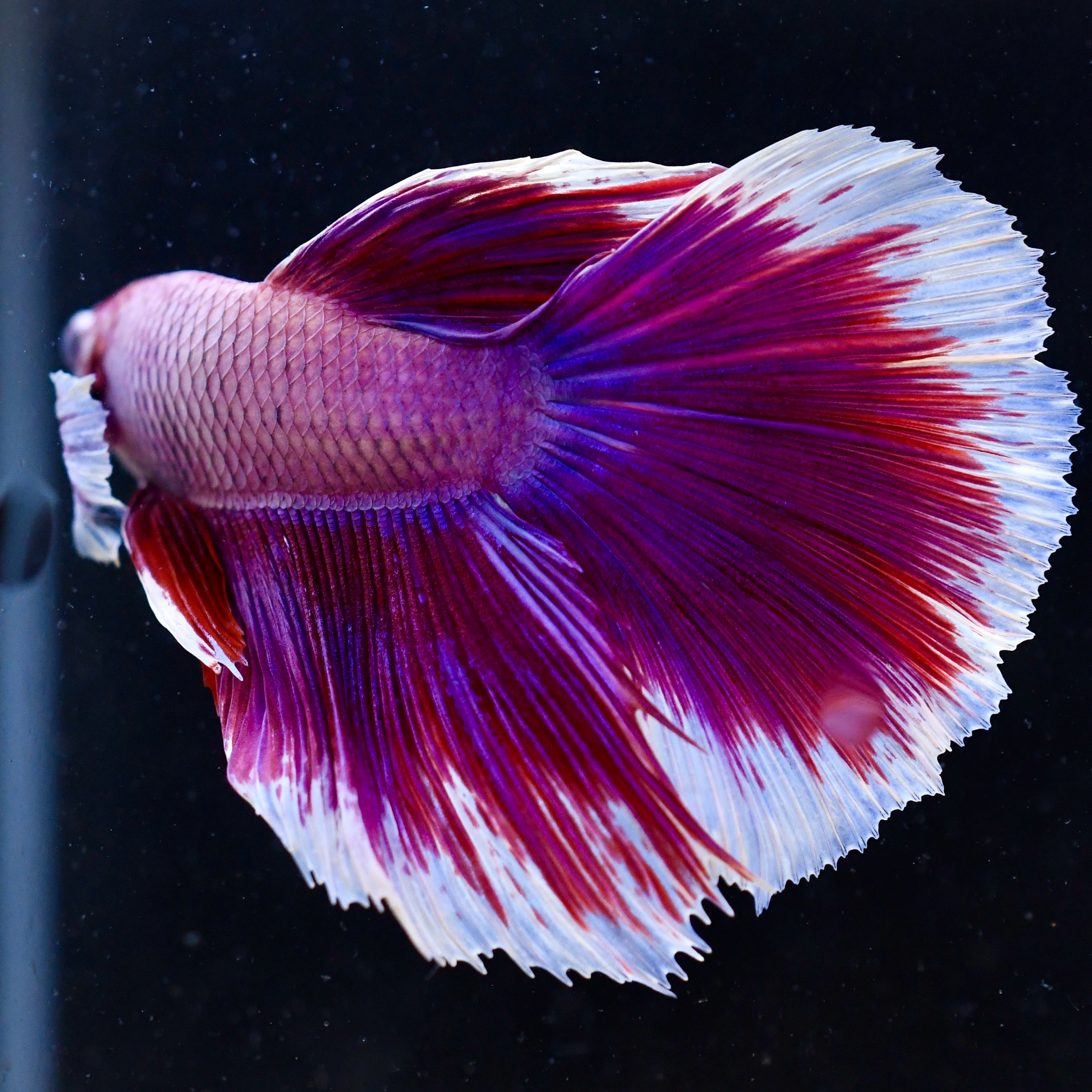 Dumbo Lavender A9 - Canada Guppies