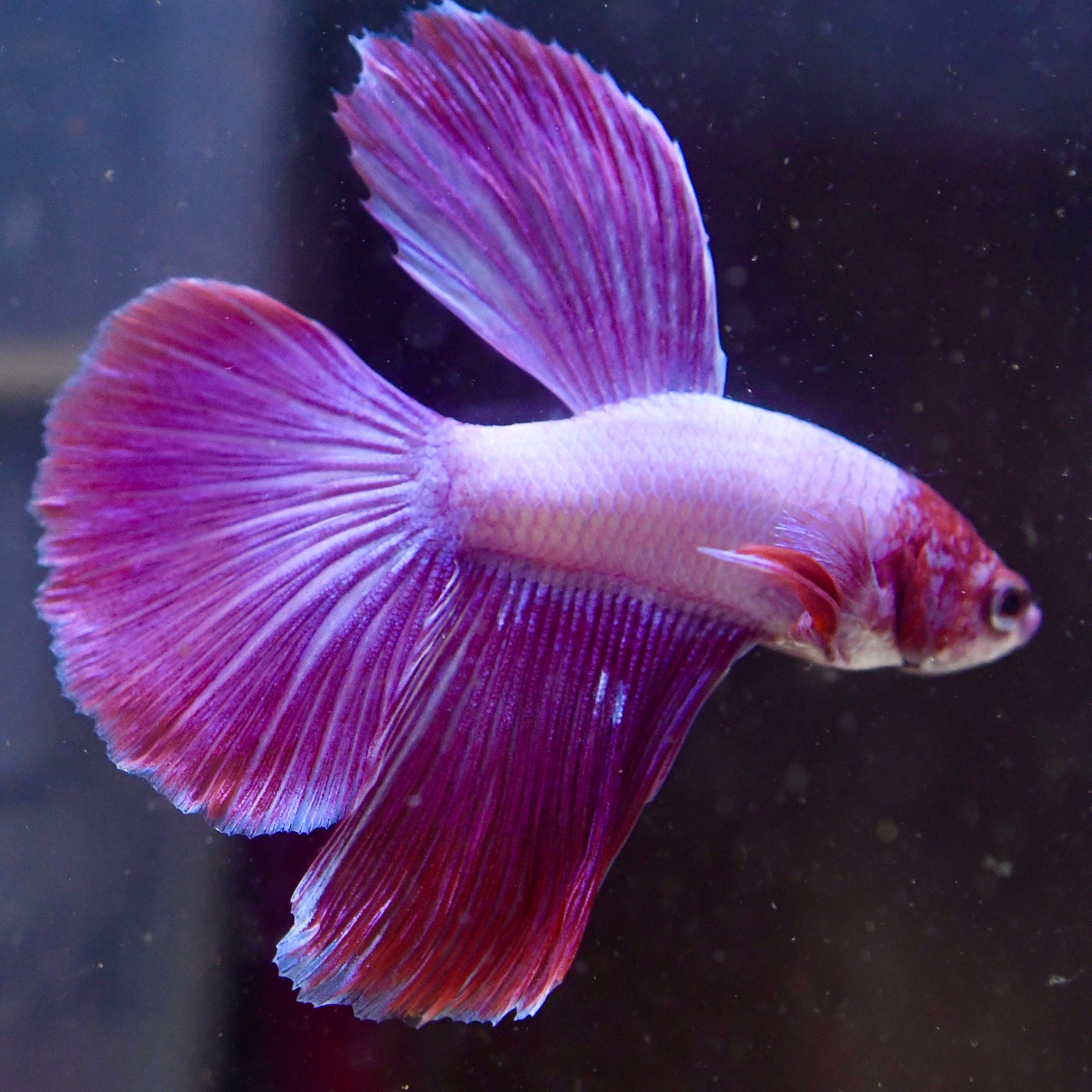 Neon Pink Long Fin A4 - Canada Guppies
