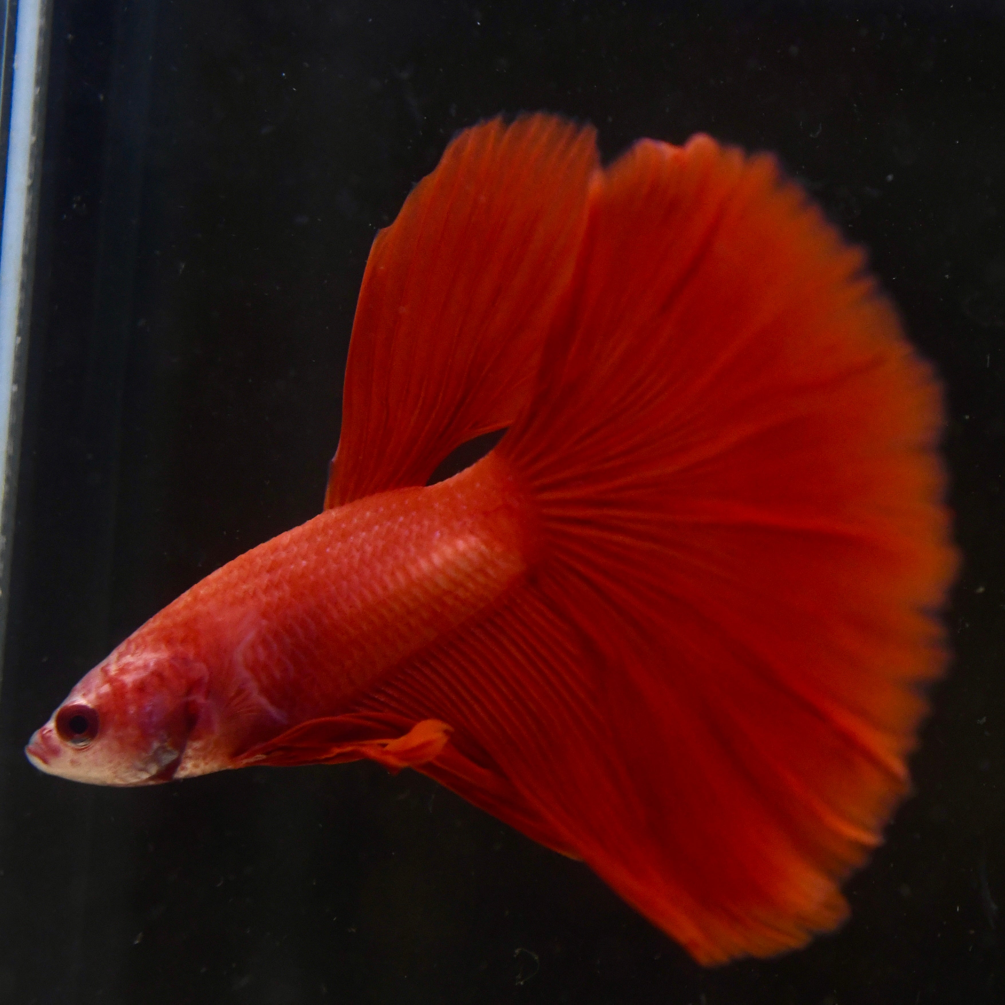 Perfect Red Halfmoon A15