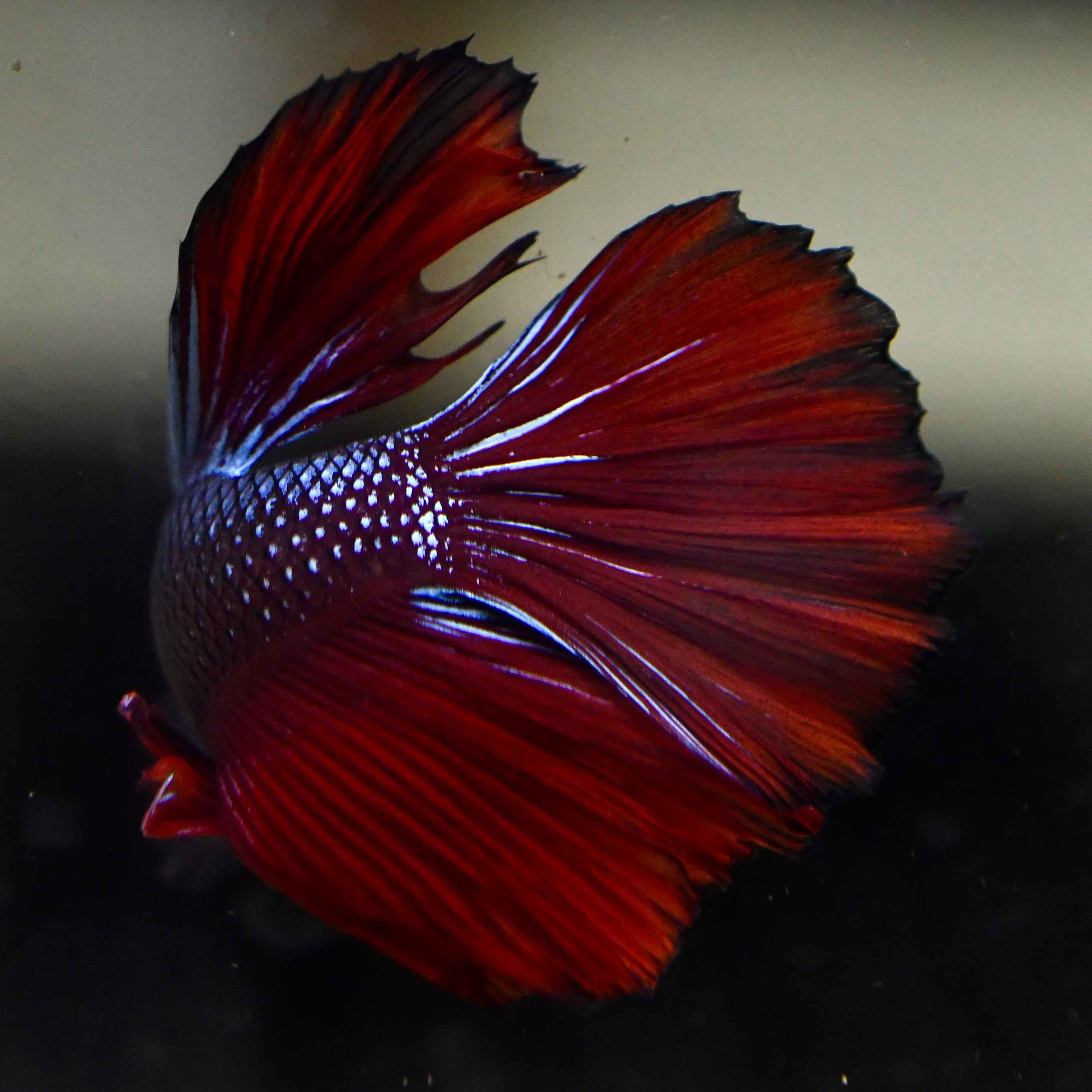 Copper Dragon Halfmoon #A66