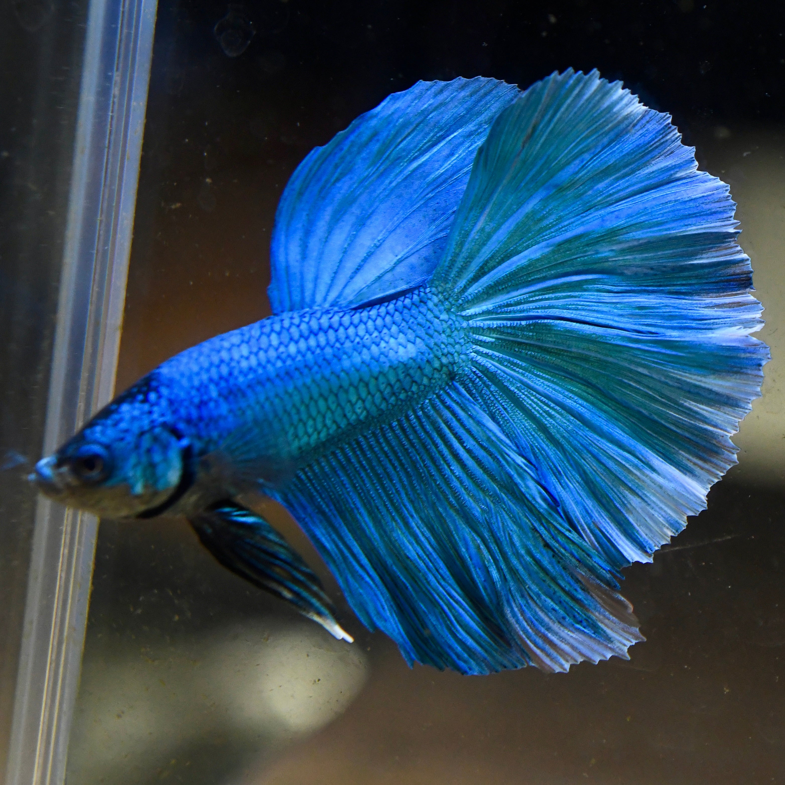Sapphire Blue #A115
