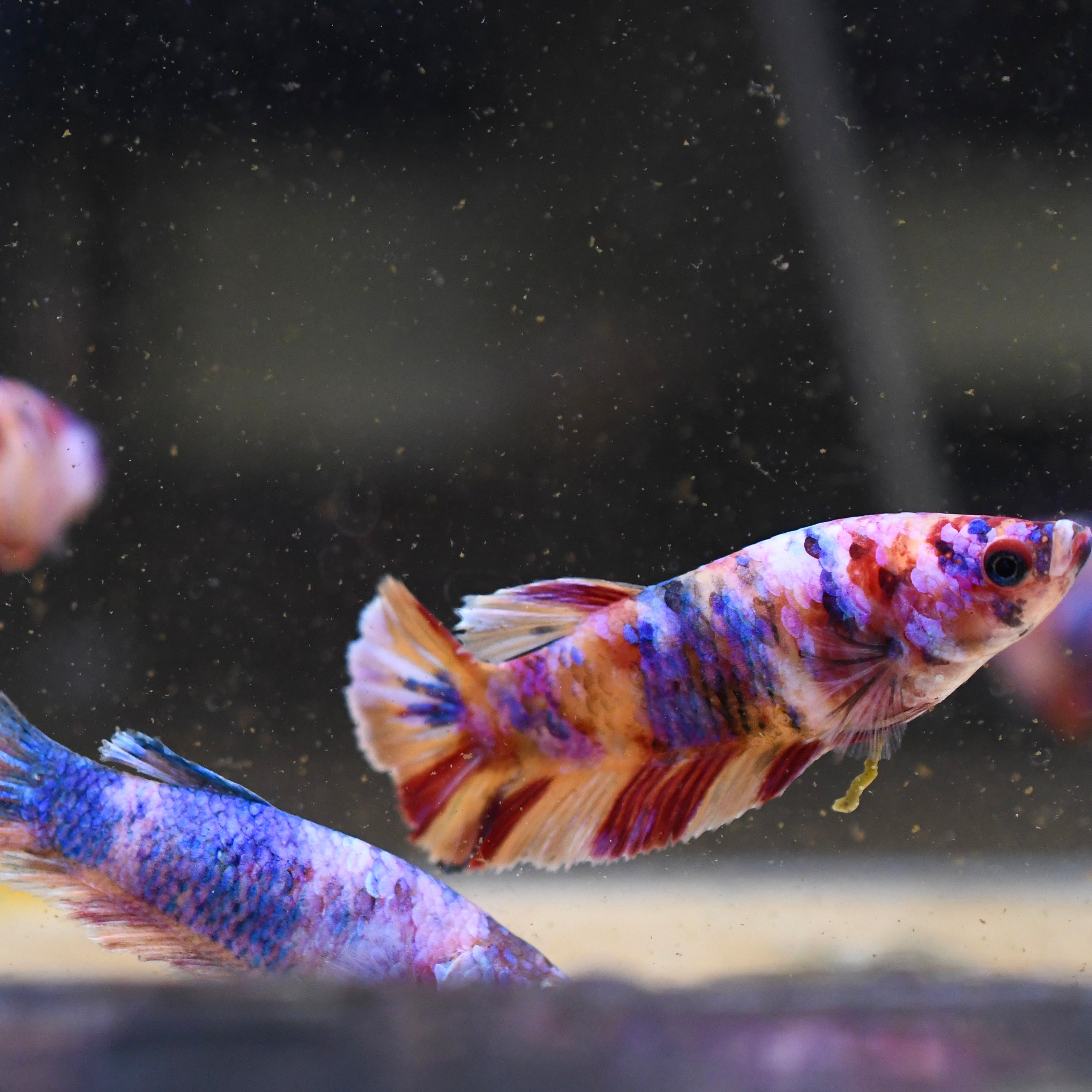 Sorority Female Plakat Multicolor