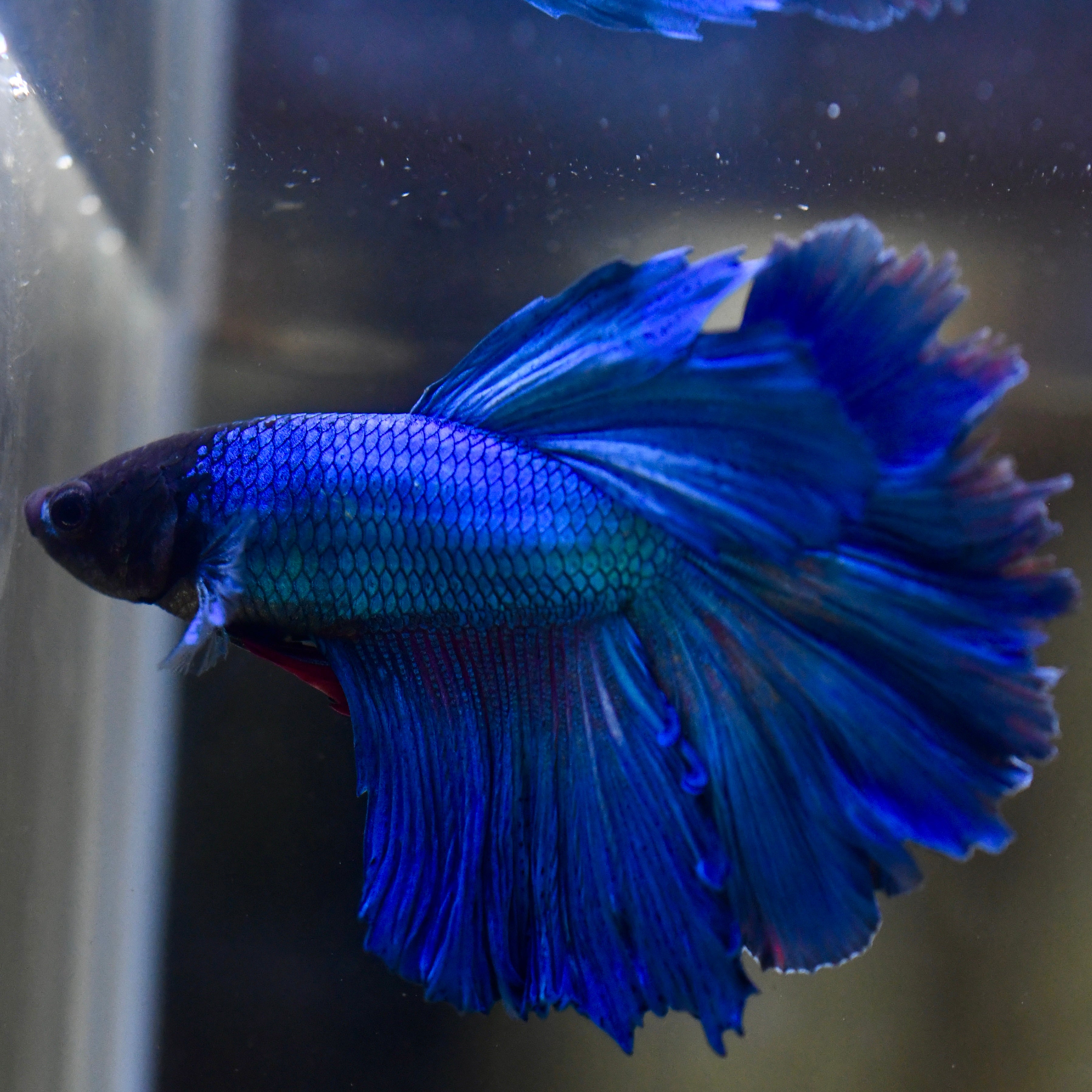 Electric Royal Blue Rosetail Betta #A116