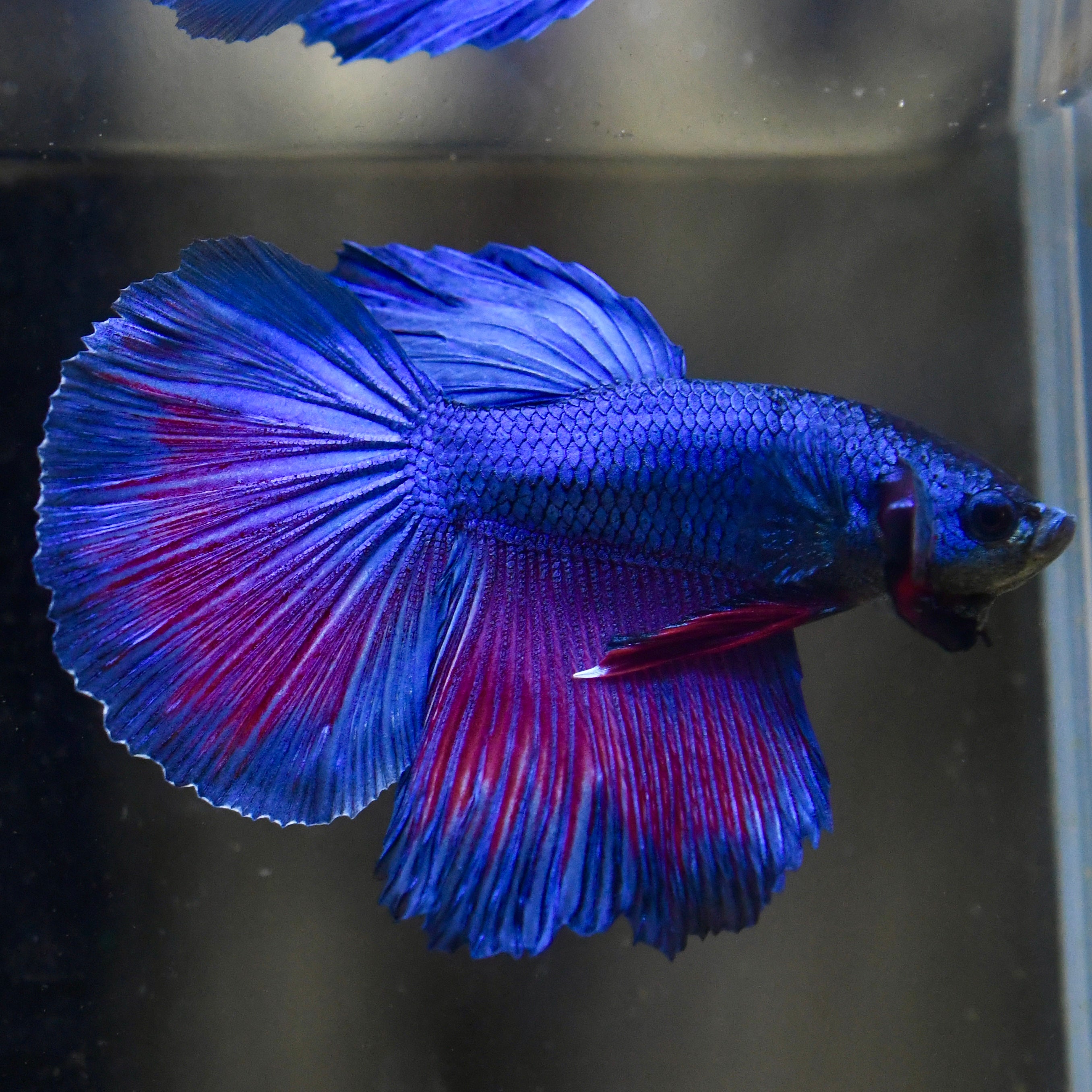 Royal Sapphire Red Wash Halfmoon Betta #A114