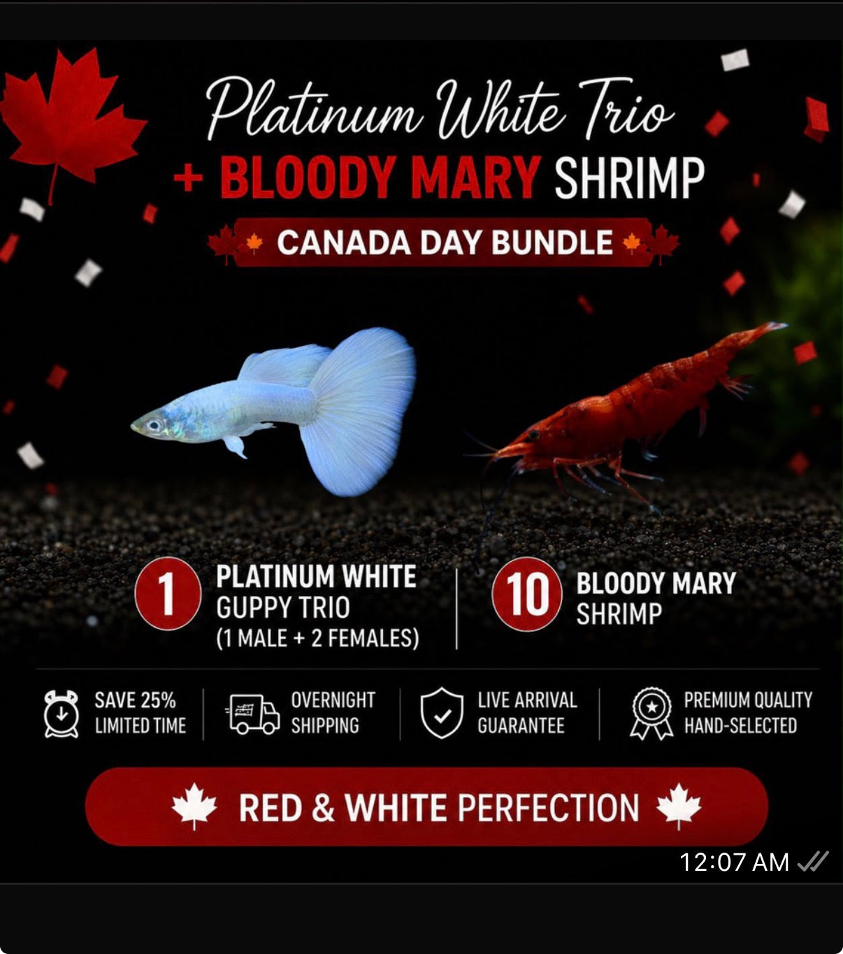 35% Off Canada Day Red & White Bundle Platinum White Guppy Trio + 10 Bloody Mary Shrimp