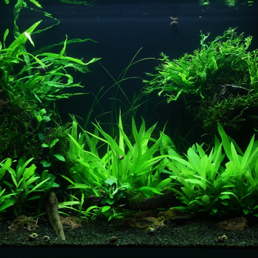 Hygrophila corymbosa 'Siamensis 53B'