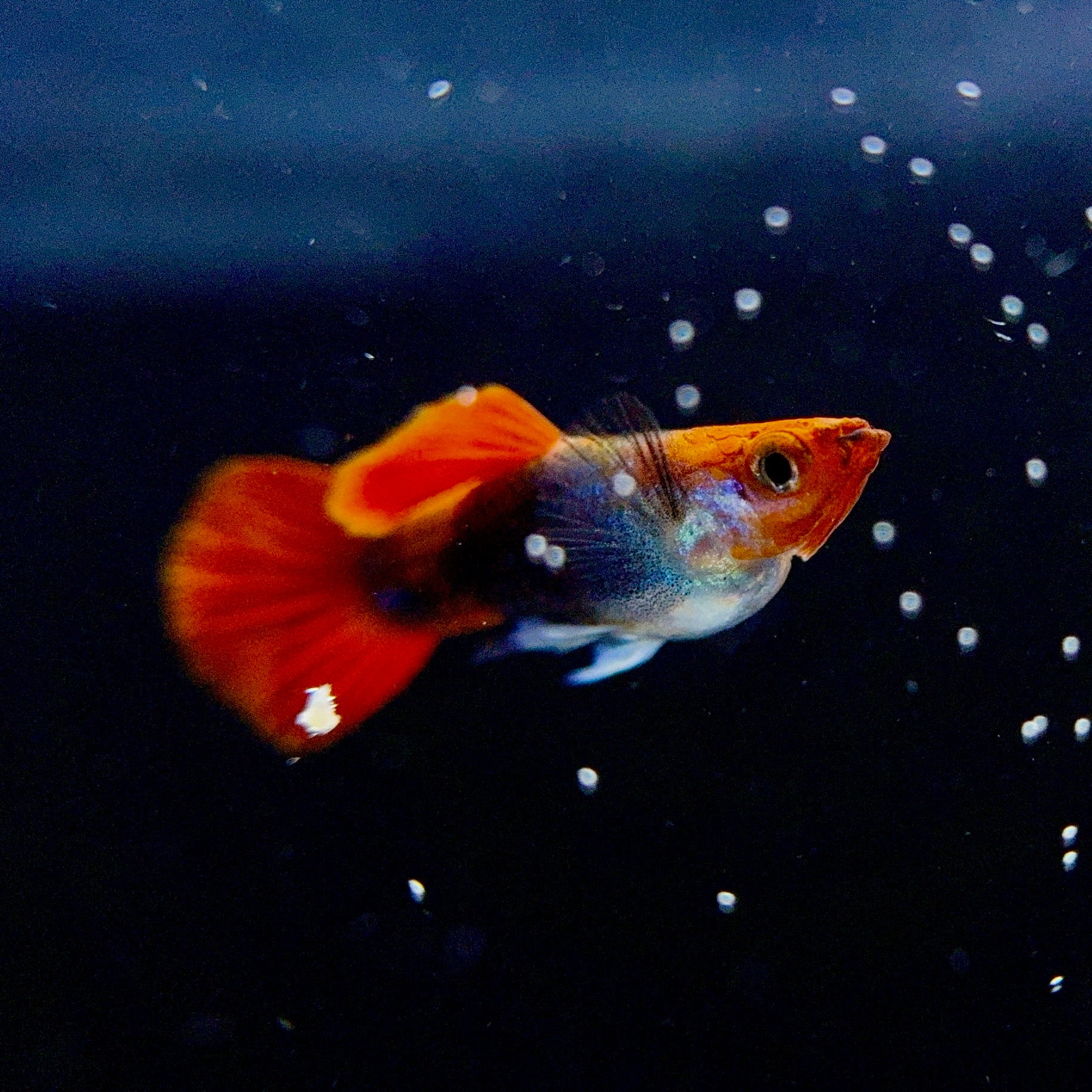 Koi Tuxedo Guppies - Canada Guppies