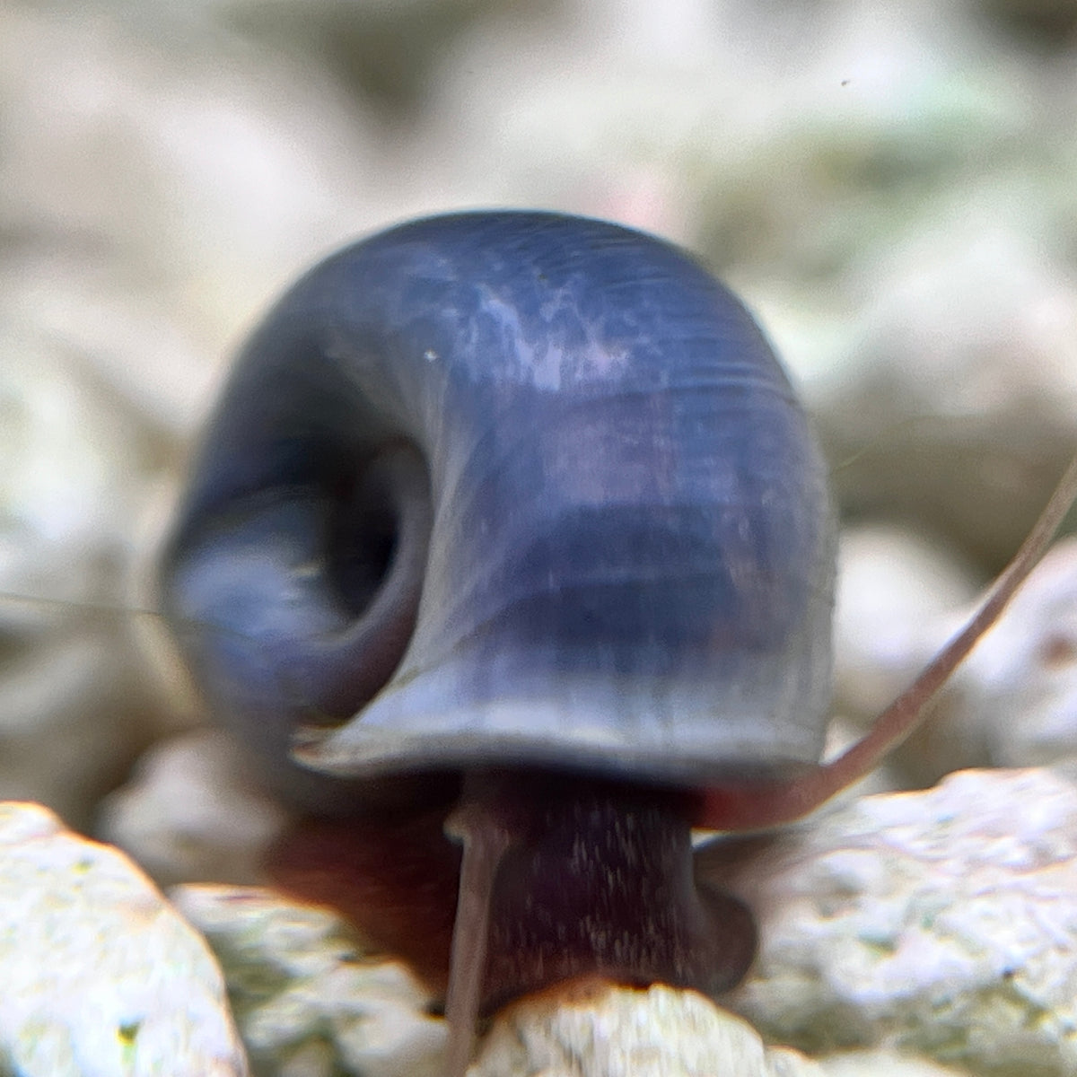 RAMSHORN SNAIL RED – Aquarists Across Canada