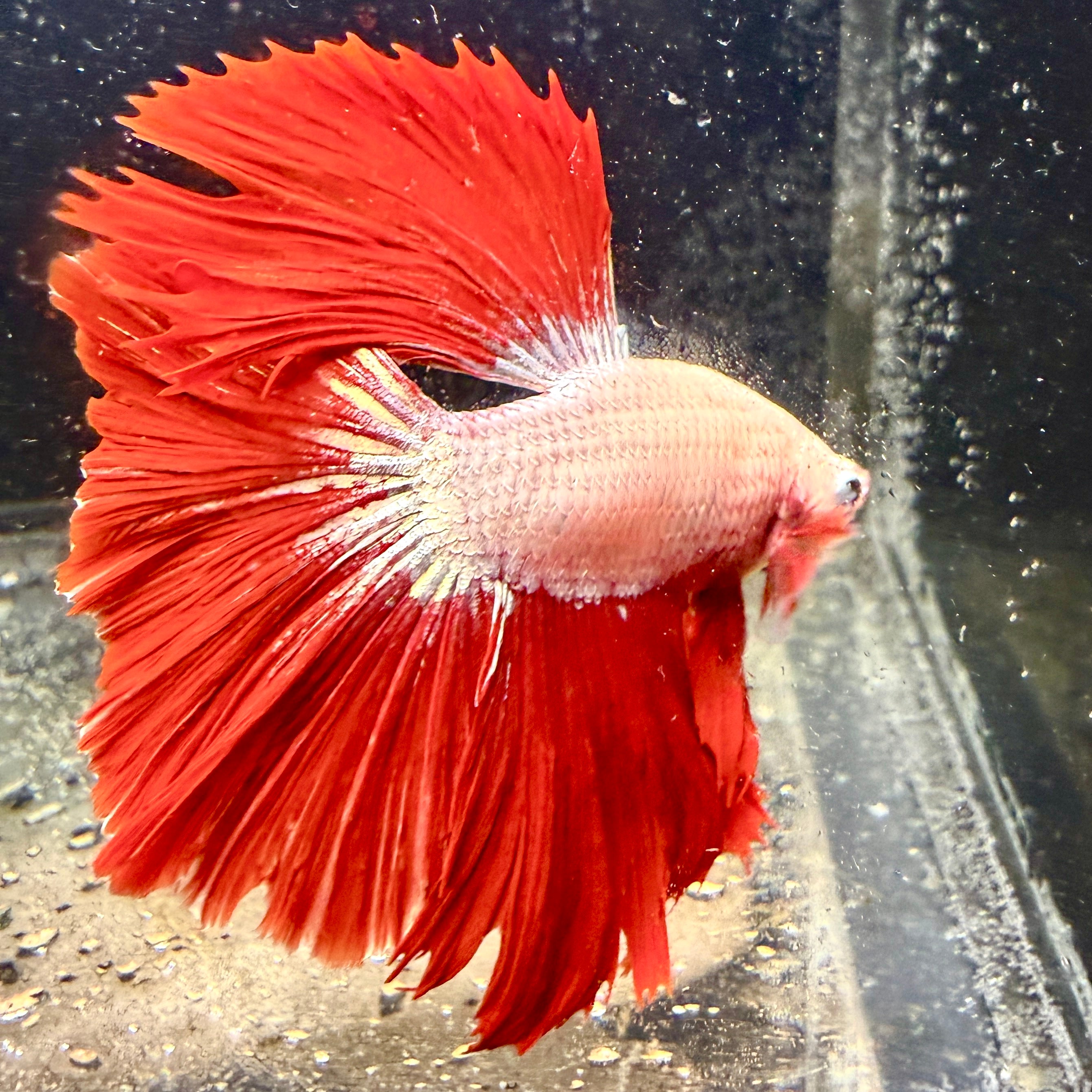 Red Dragon Halfmoon Betta