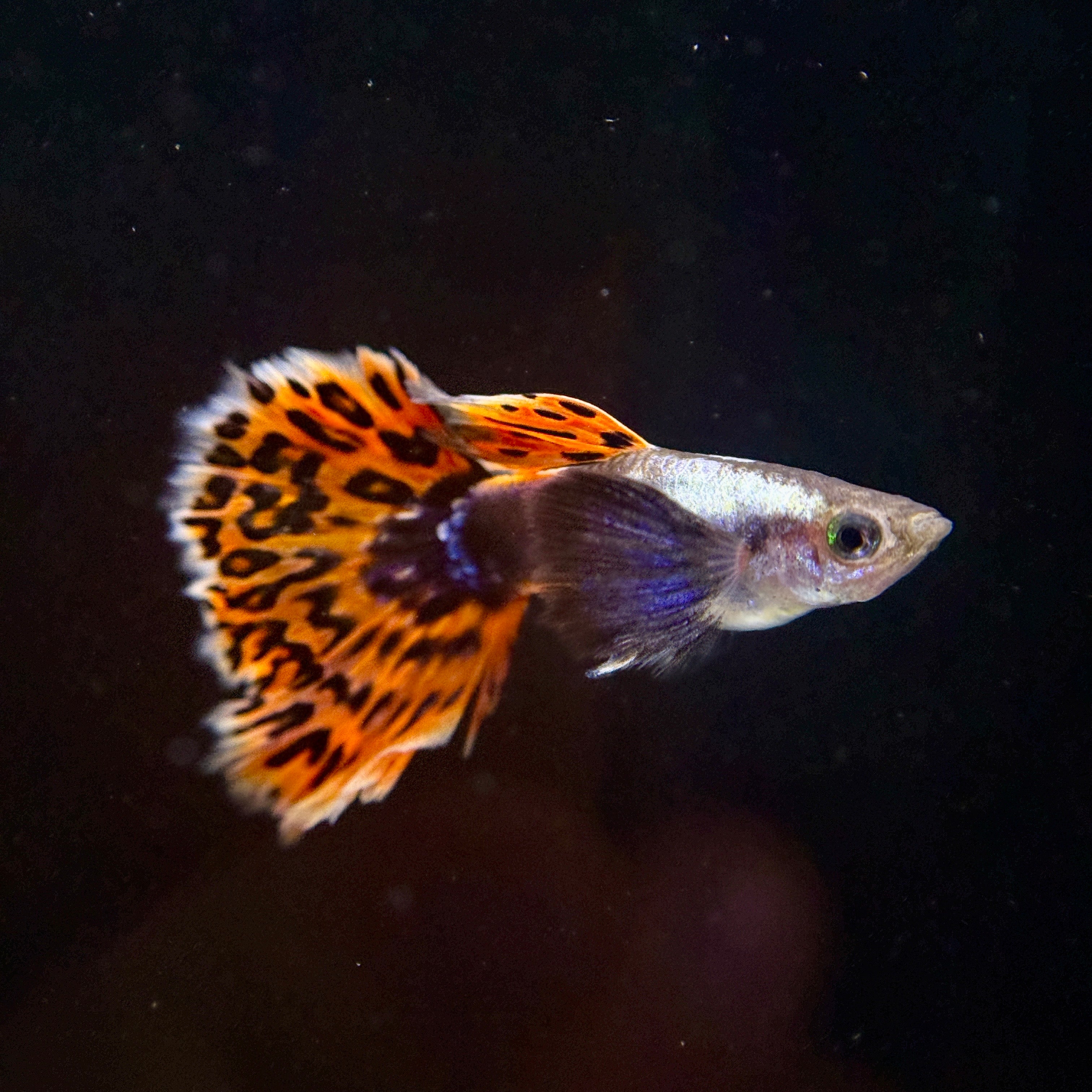 Supreme Red Mosaic Dumbo - Canada Guppies