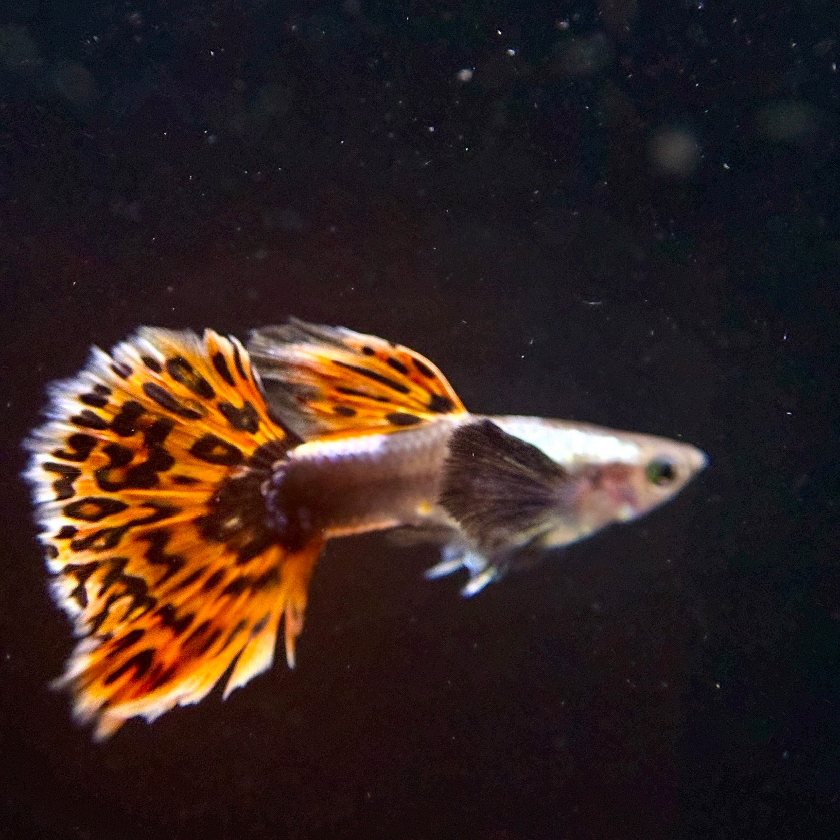 Supreme Red Mosaic Dumbo - Canada Guppies