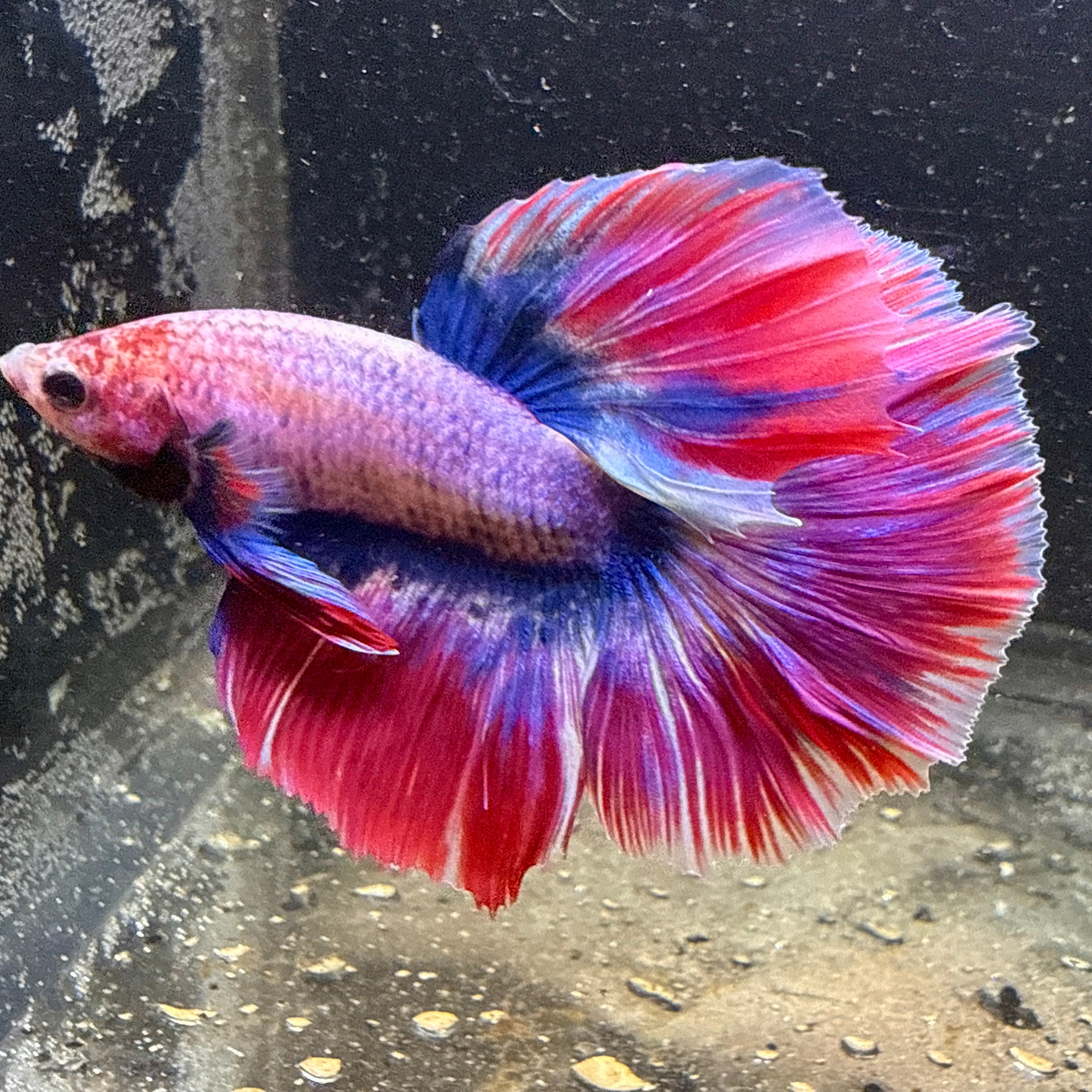Captain America Halfmoon Betta