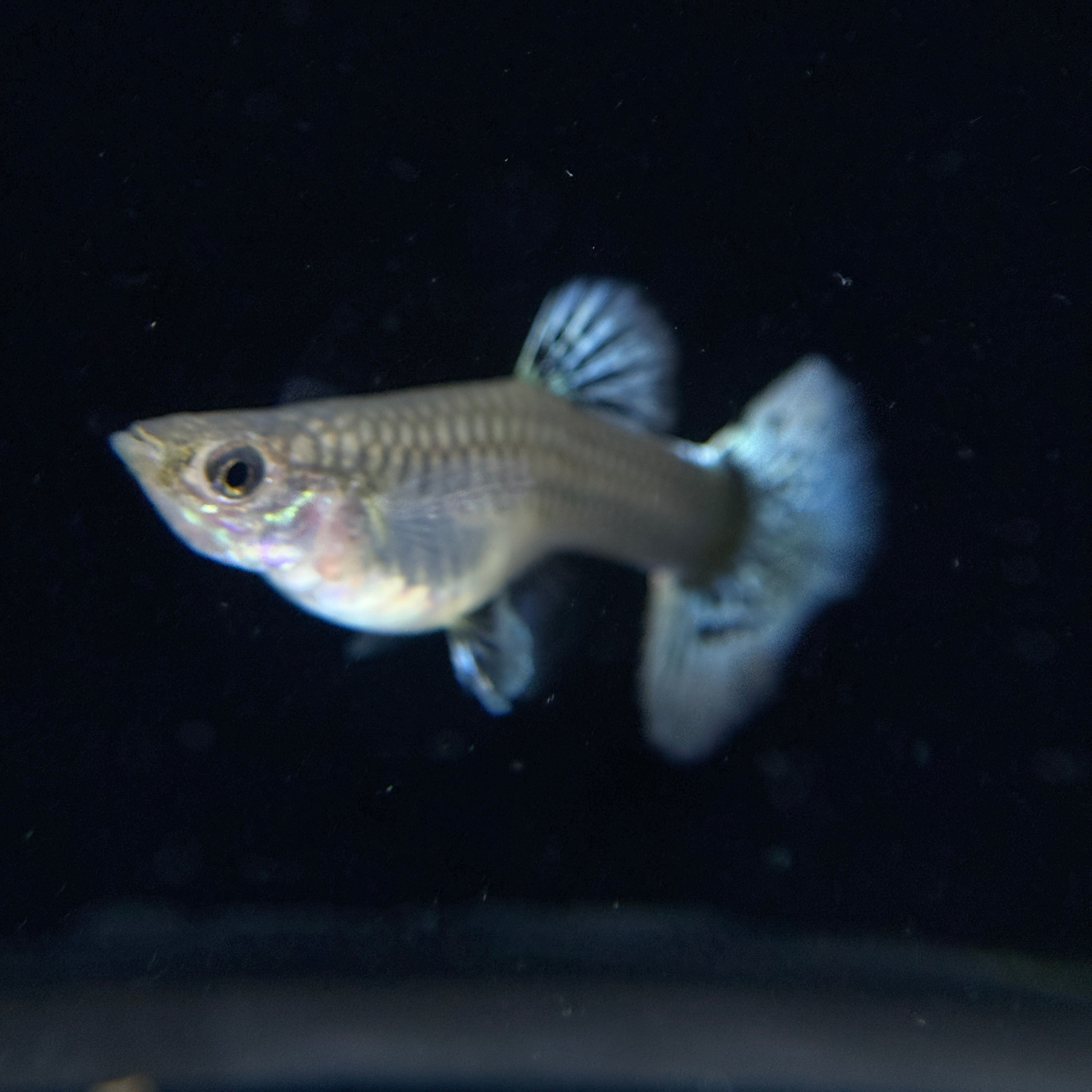 Supreme Red Mosaic Dumbo - Canada Guppies