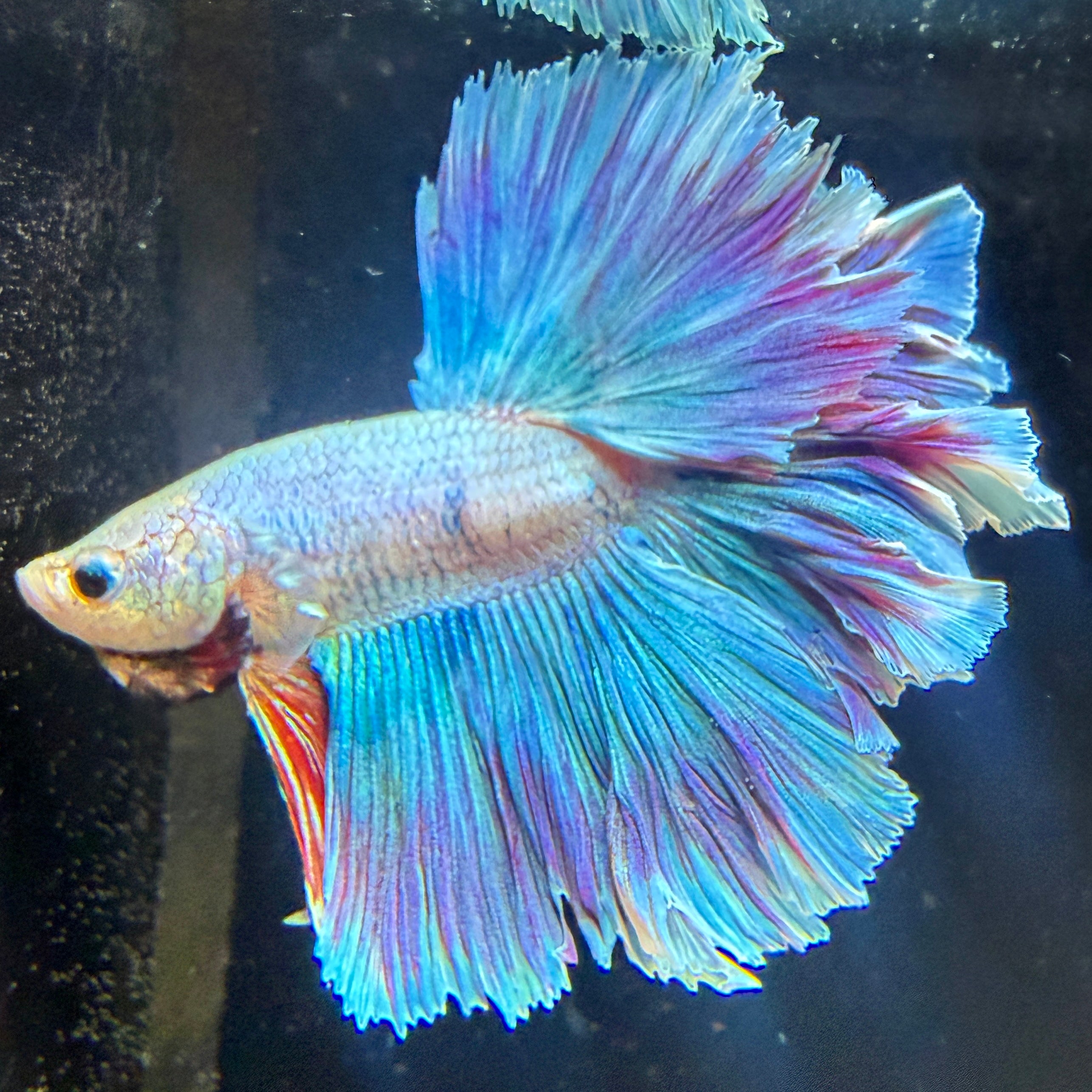 Fancy Blue Vanda Orchid Feather HM #13