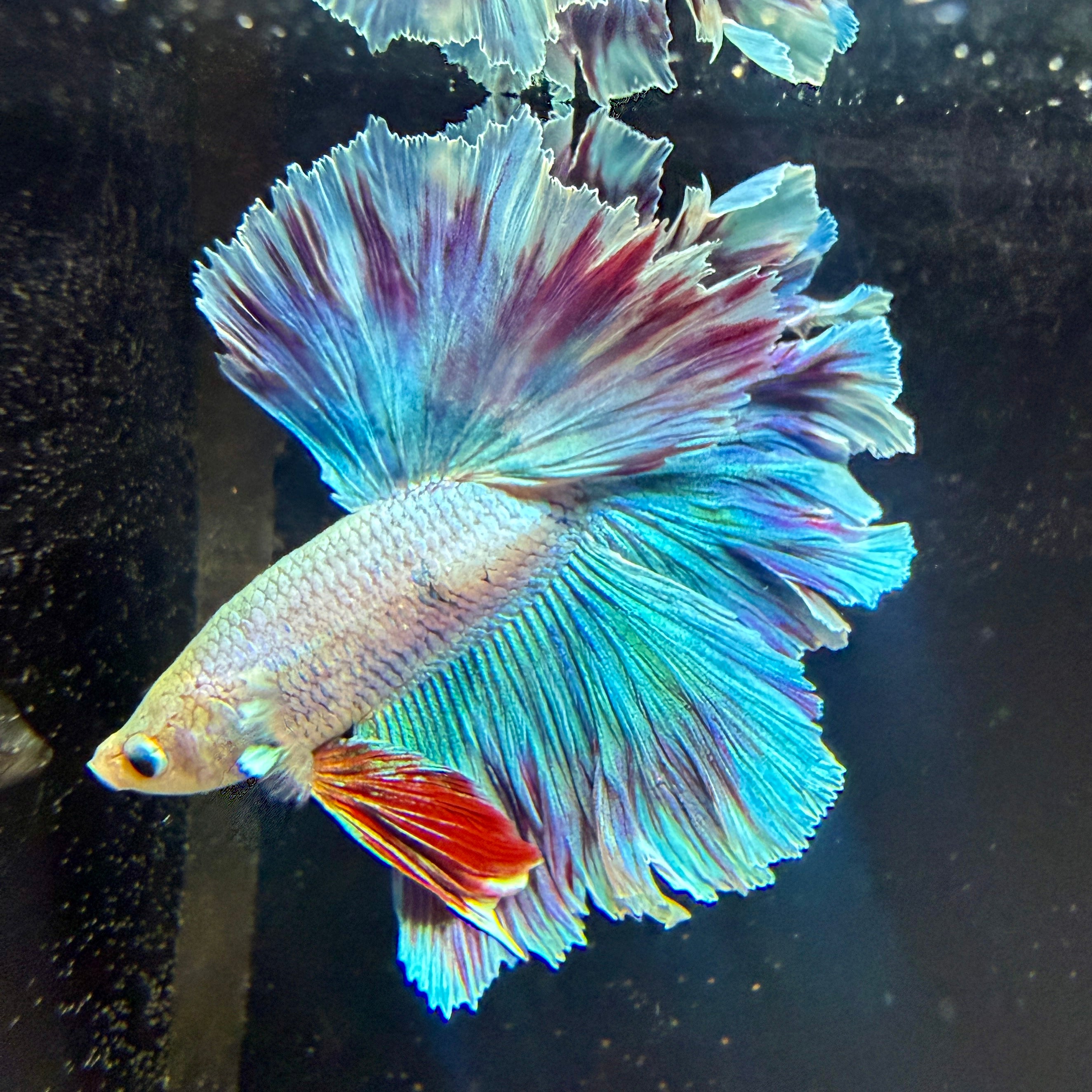 Fancy Blue Vanda Orchid Feather HM #13 - Canada Guppies