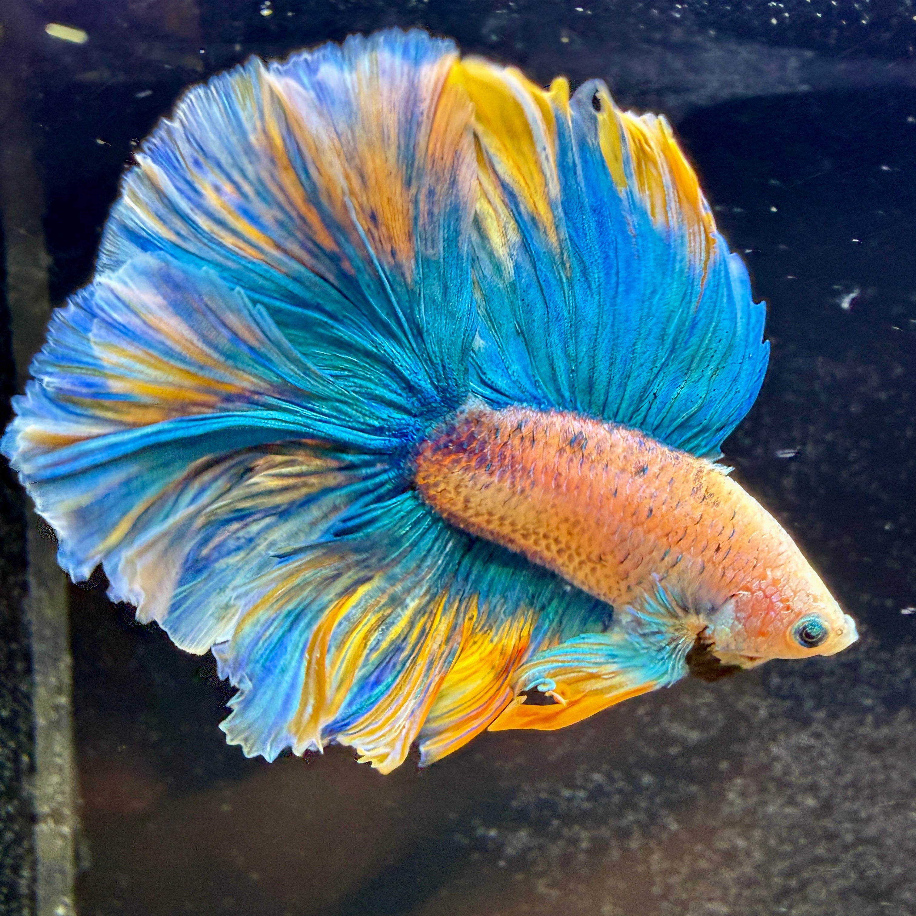 Fancy Pastel Jasmin Feather HM Betta #14
