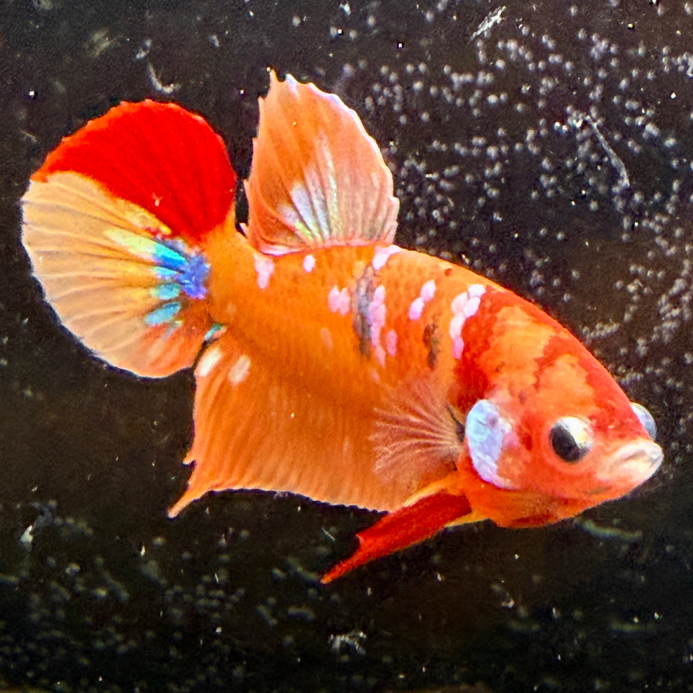 (PAIR) Nemo Multicolor HMPK Bette