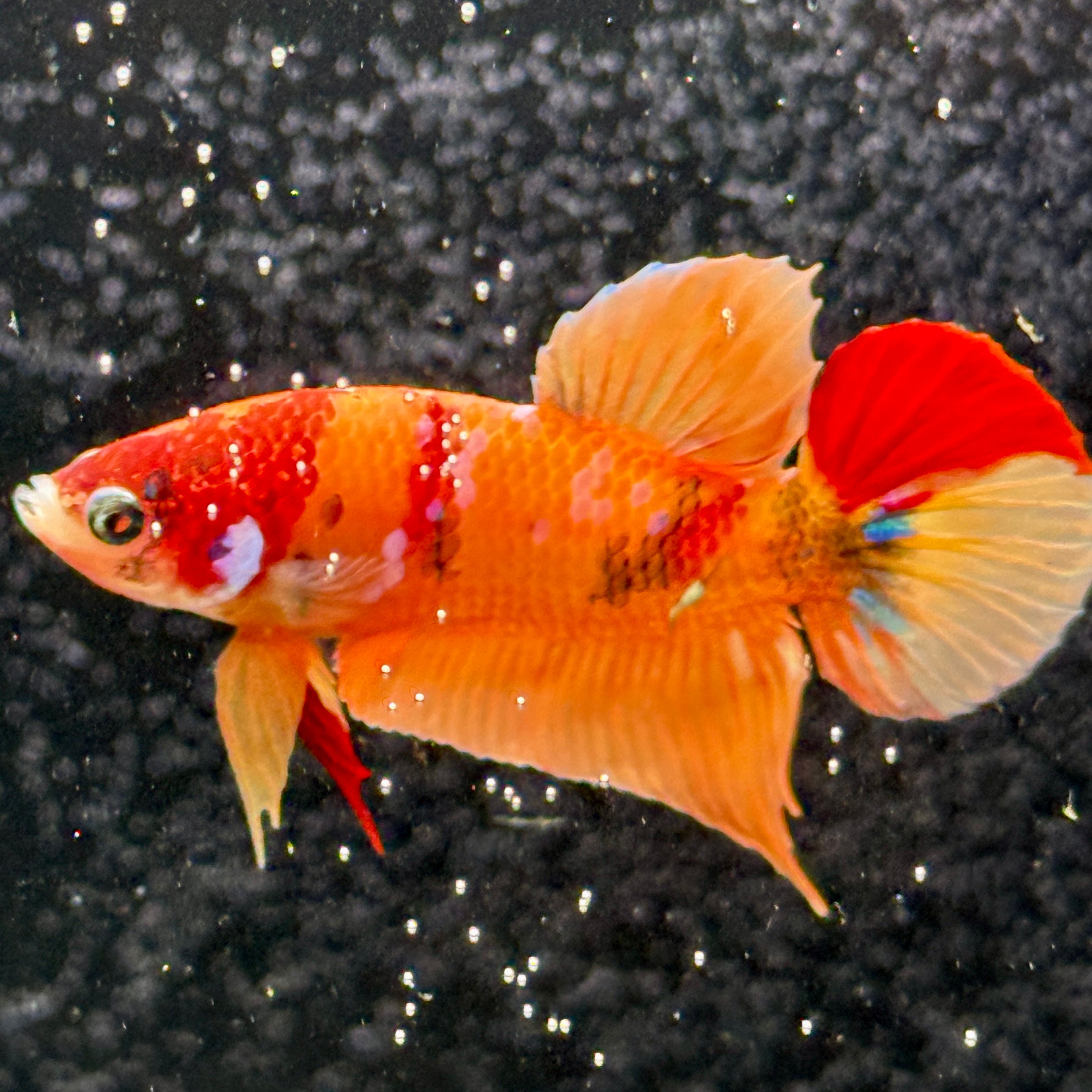 (PAIR) Nemo Multicolor HMPK Bett