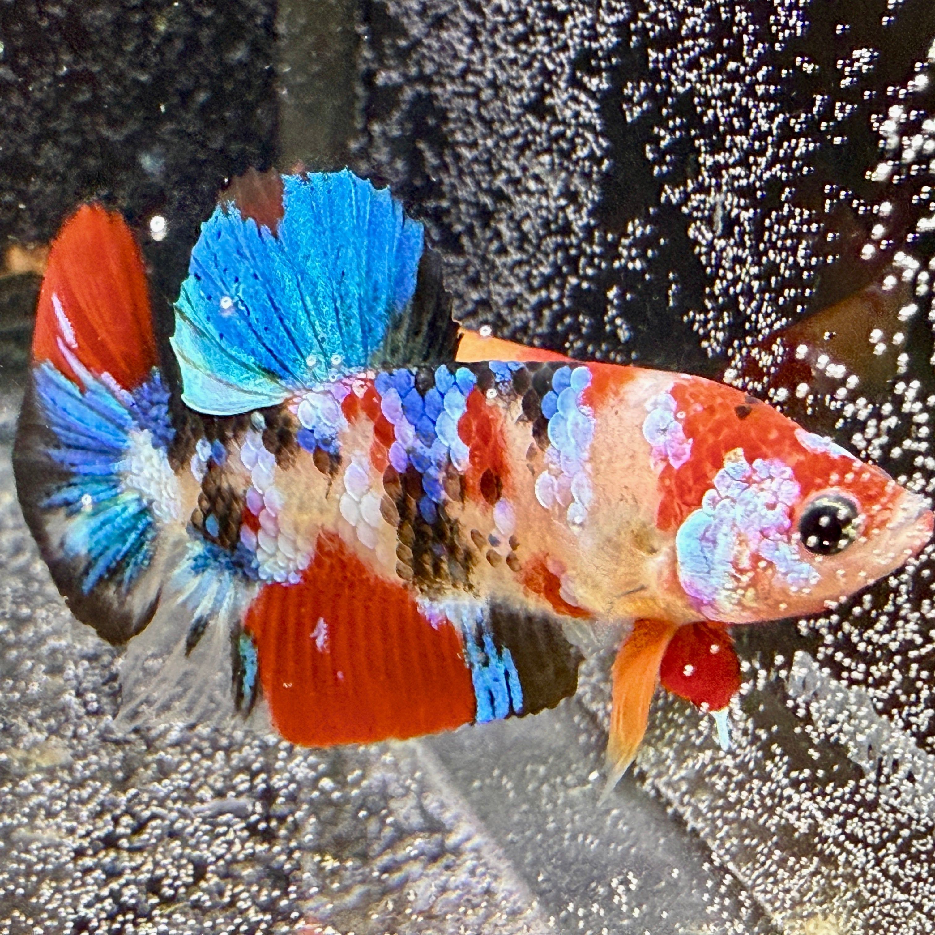 (PAIR) Multicolor HMPK Betta #12