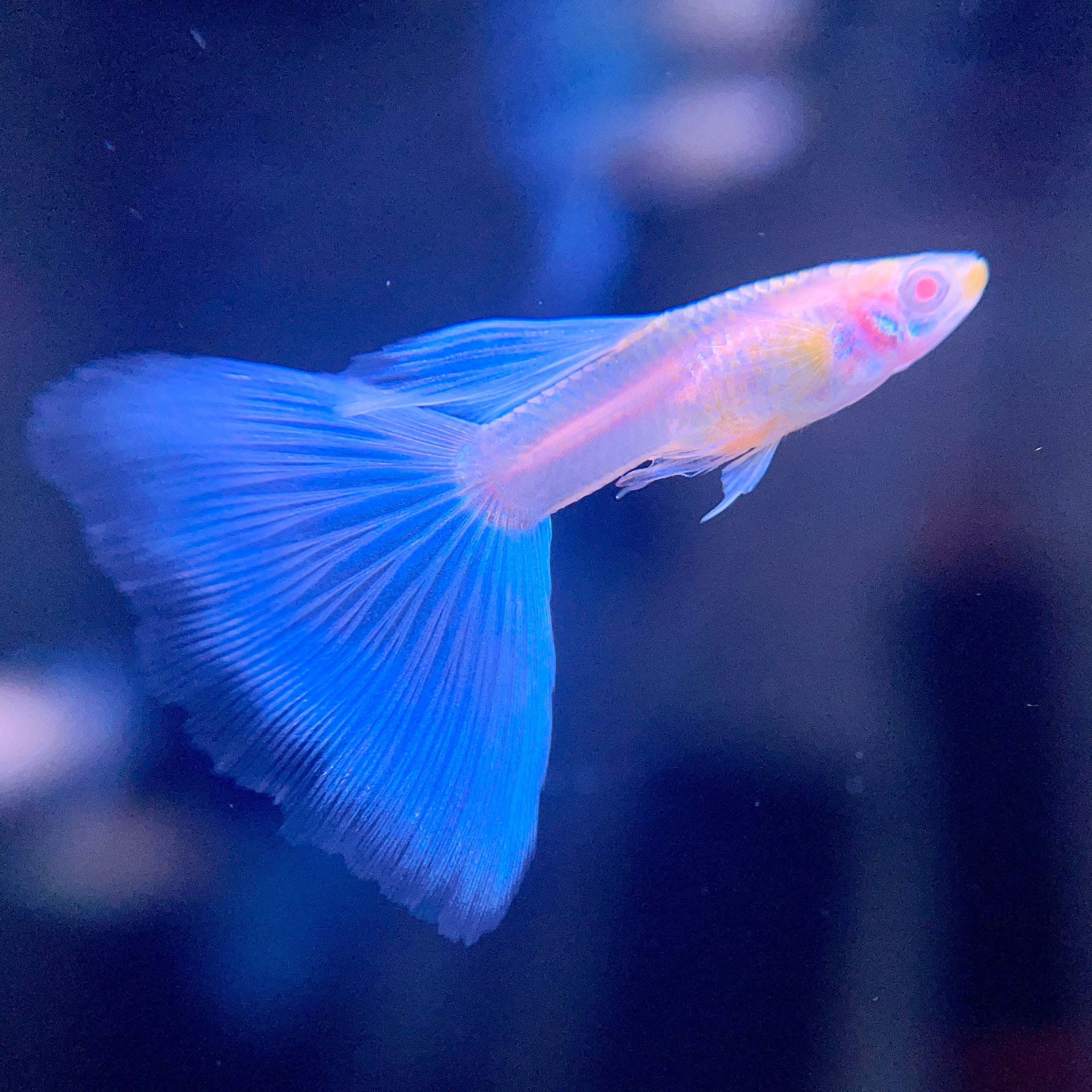Electric Blue Topaz XL Tail Guppie - Canada Guppies