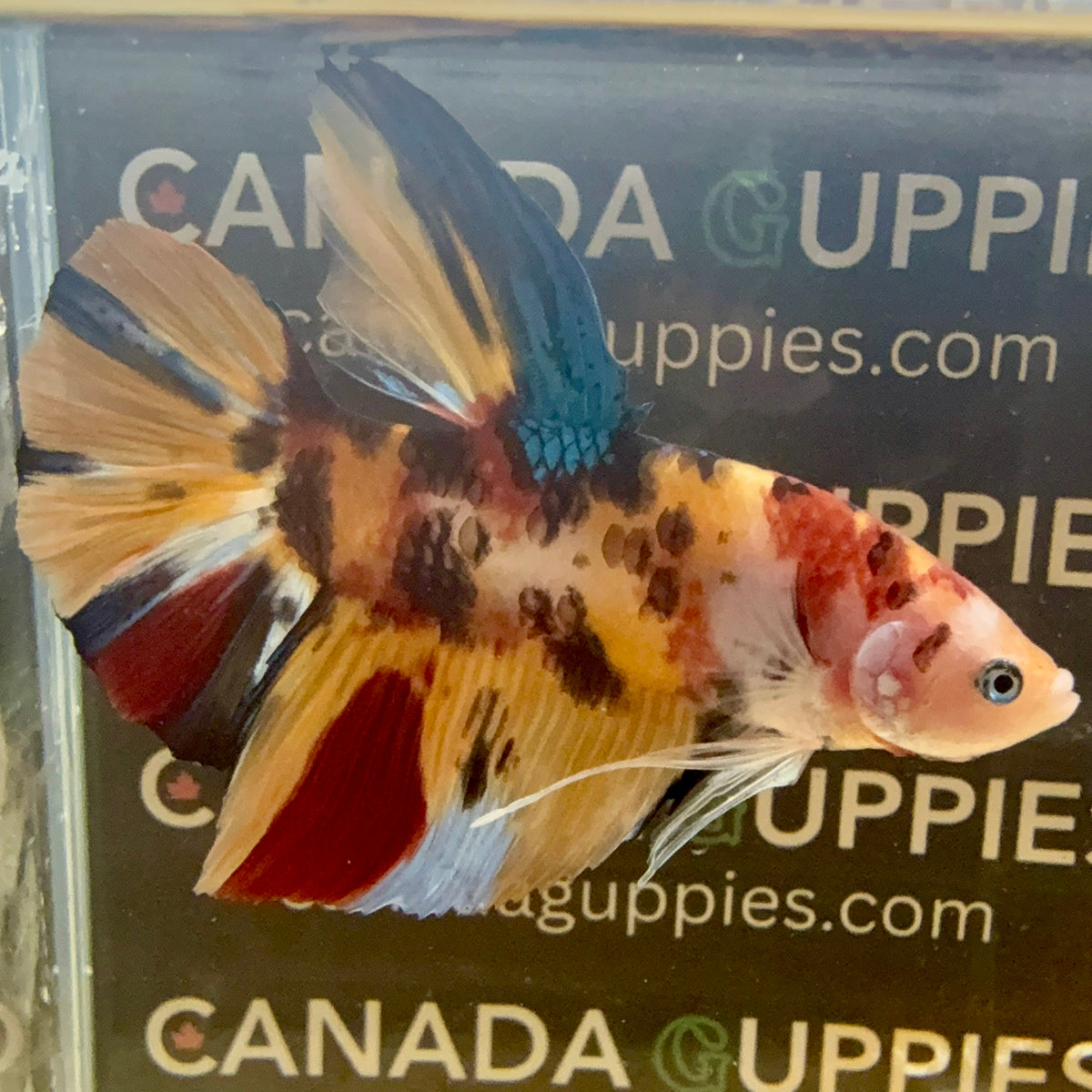 RARE Multicolour Giant HM B1