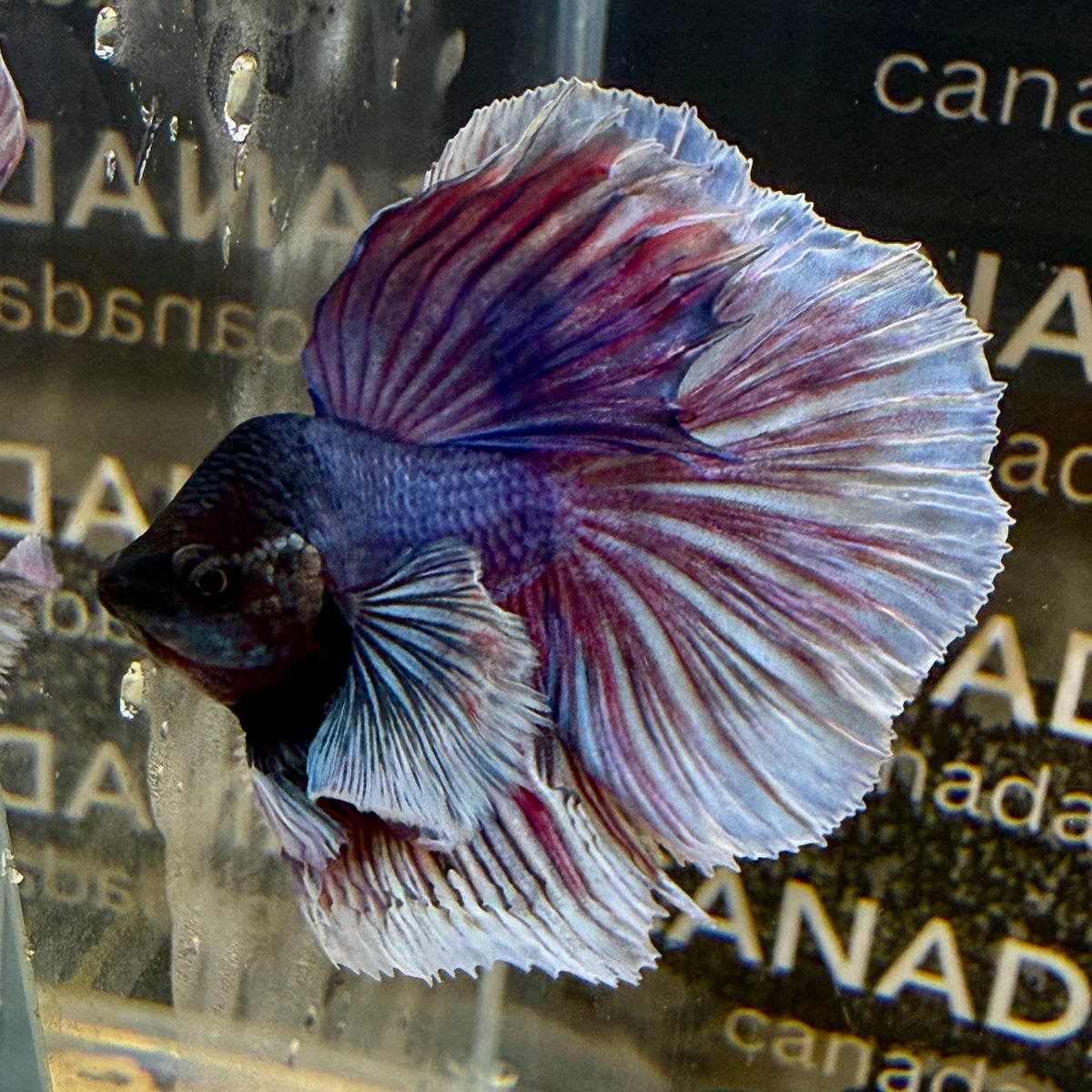 Lavender B1