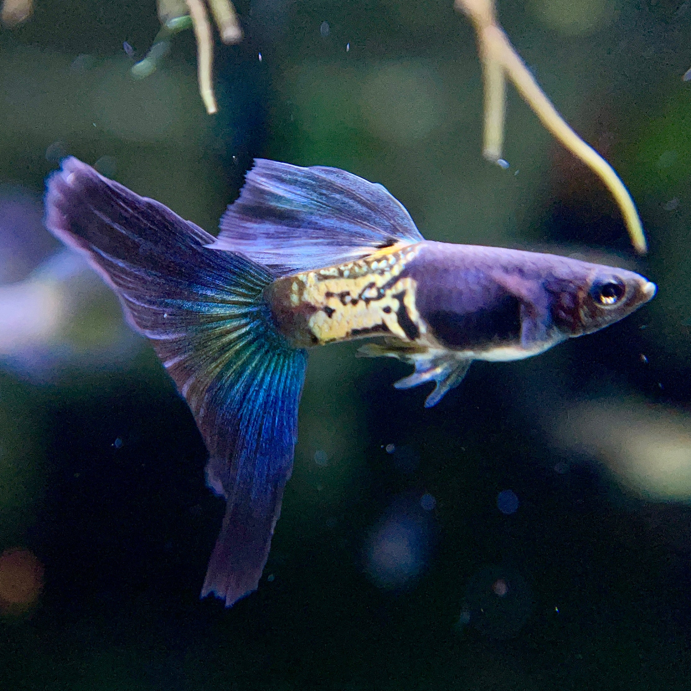 Blue-Tail Metallic Snakeskin - Canada Guppies